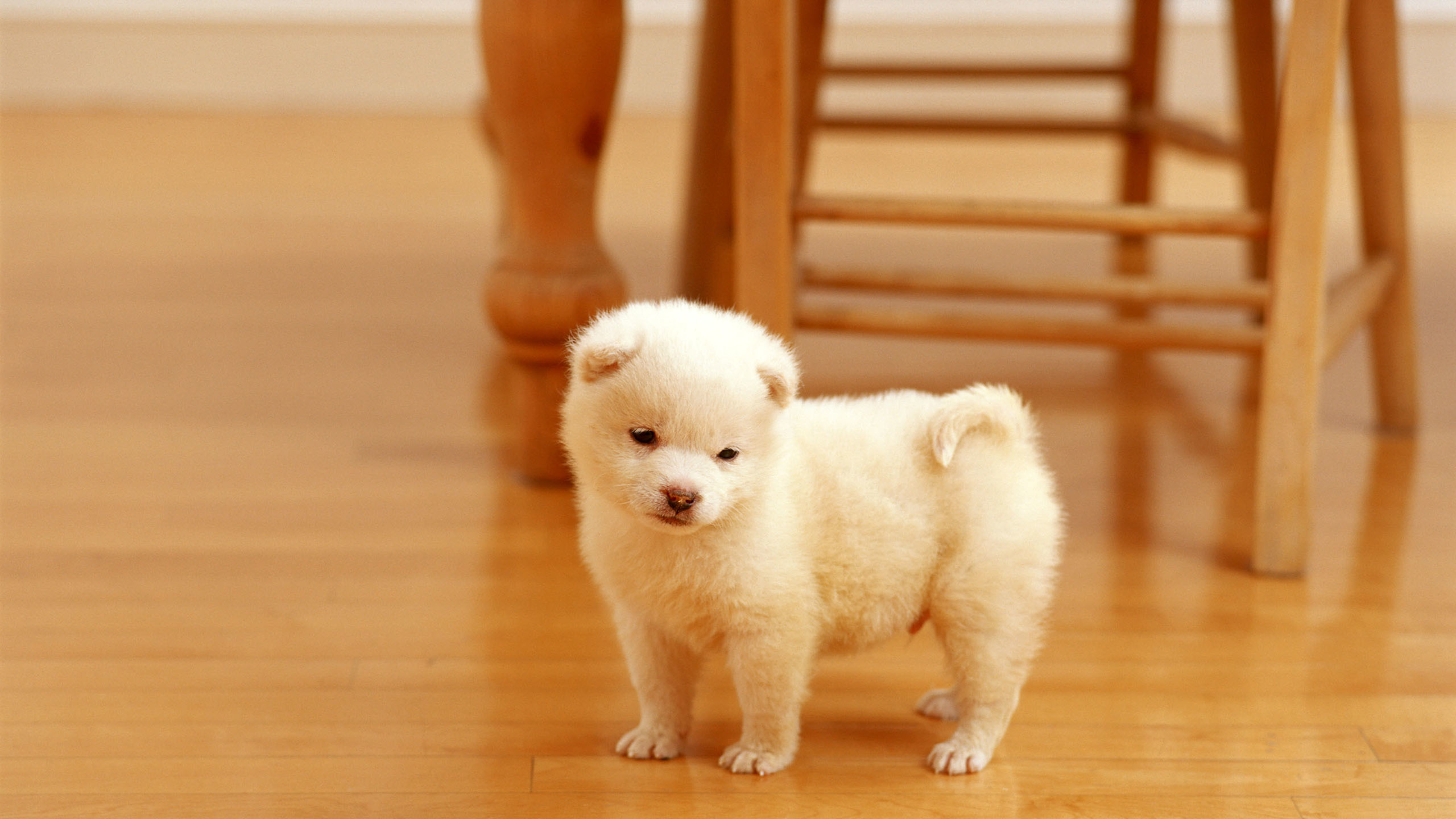汪星人 可爱小狗狗 幼犬