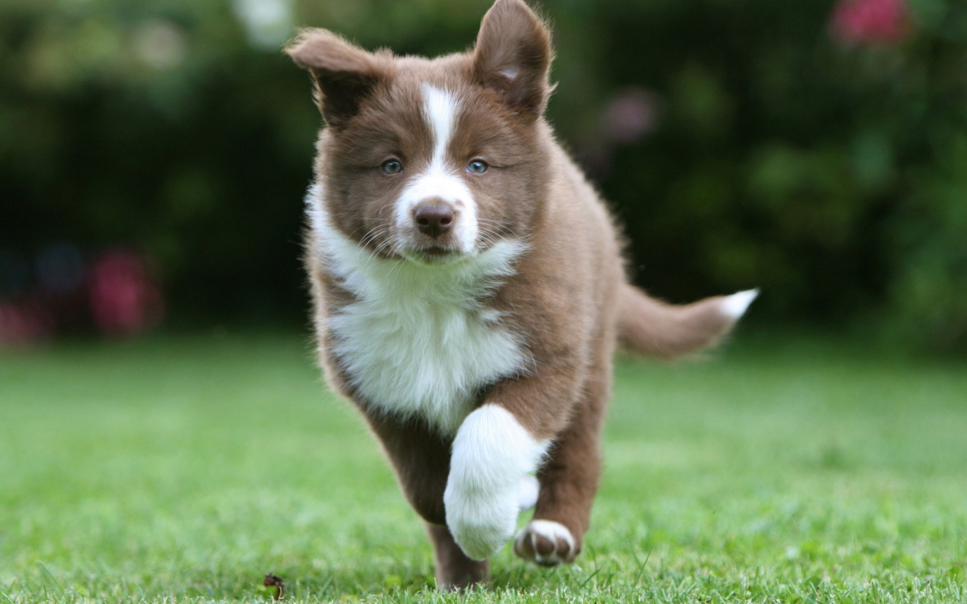萌宠 动物 汪星人 狗