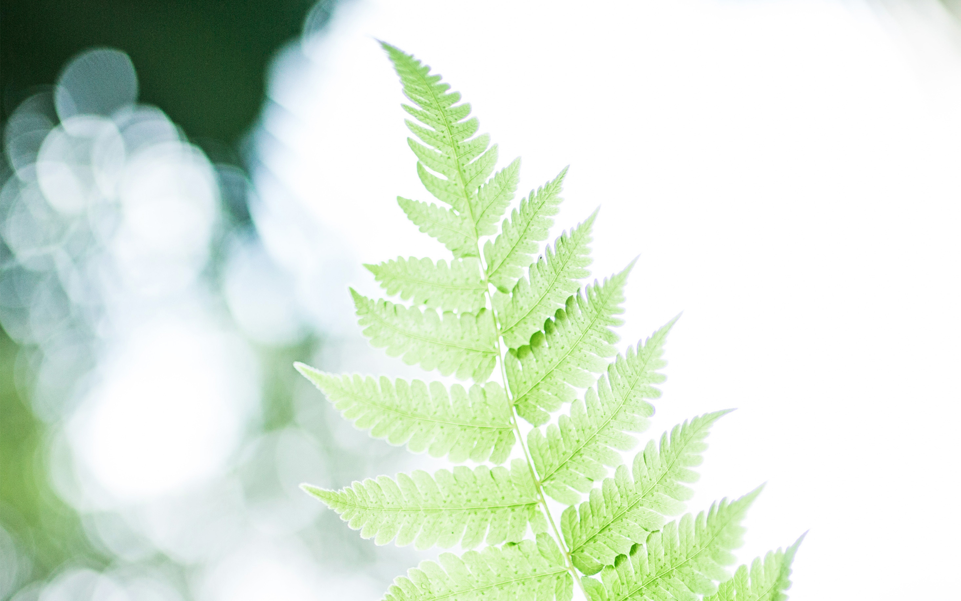 小清新 清新淡雅