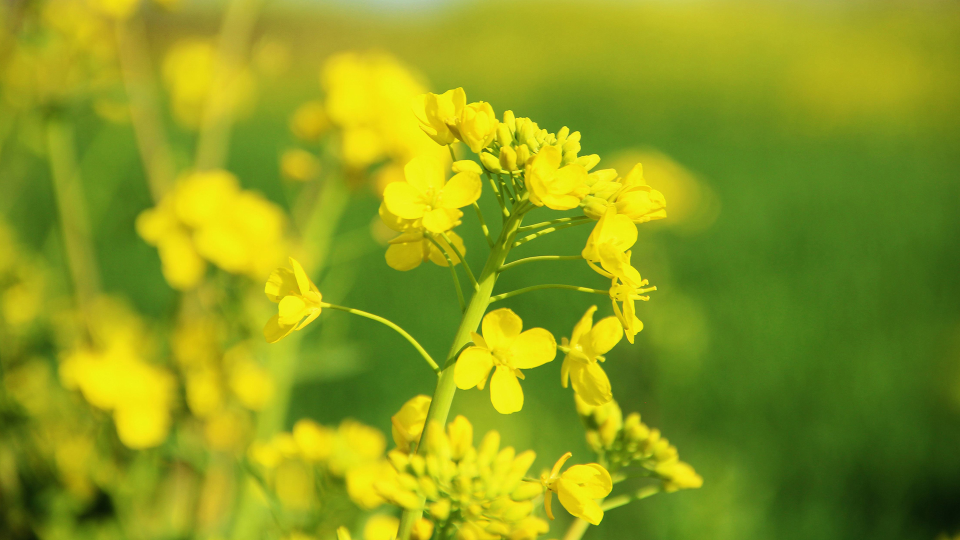 风景 油菜花 春意盎然