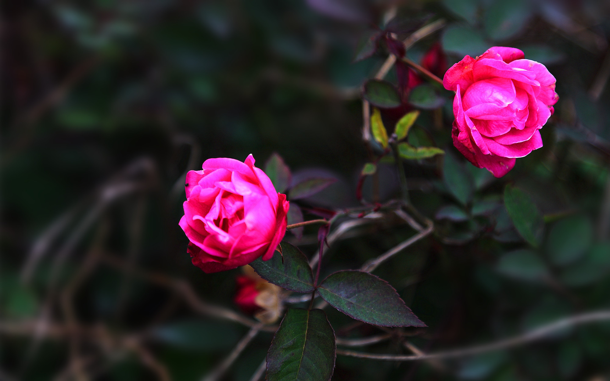 娇艳欲滴 植物 月季 红色