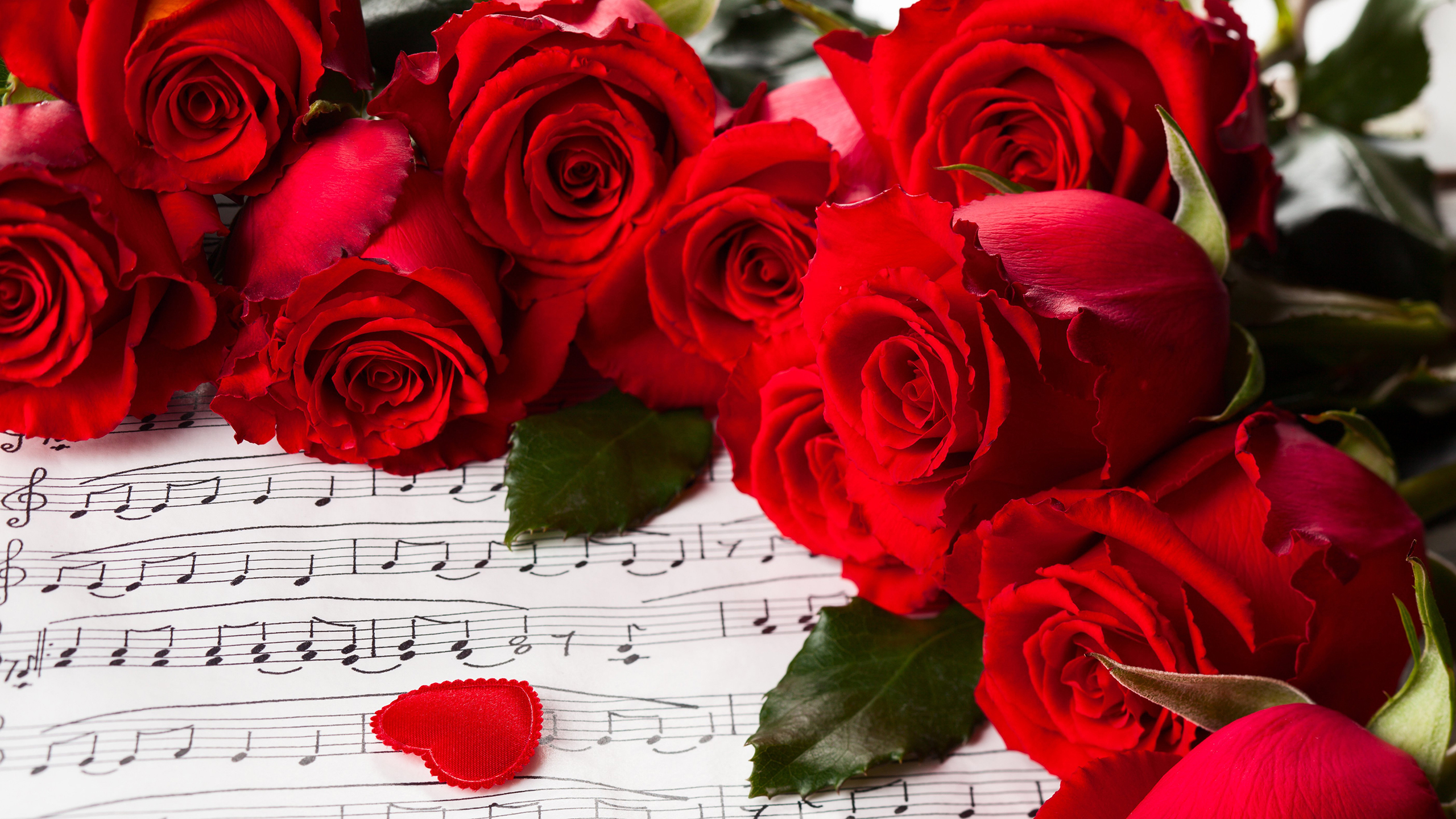 爱情 玫瑰 花卉