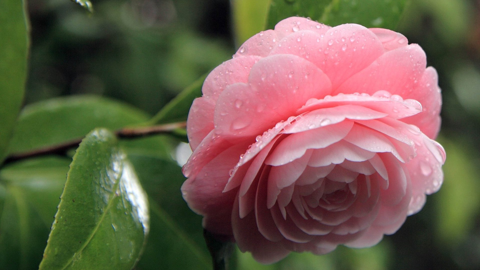 小清新 鲜花 娇艳 宽屏