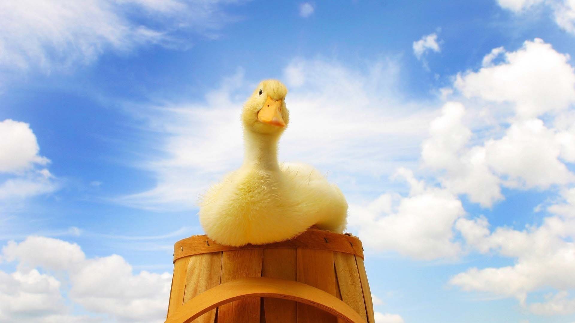 萌宠 小鸭子 小黄鸭 可爱 宽屏