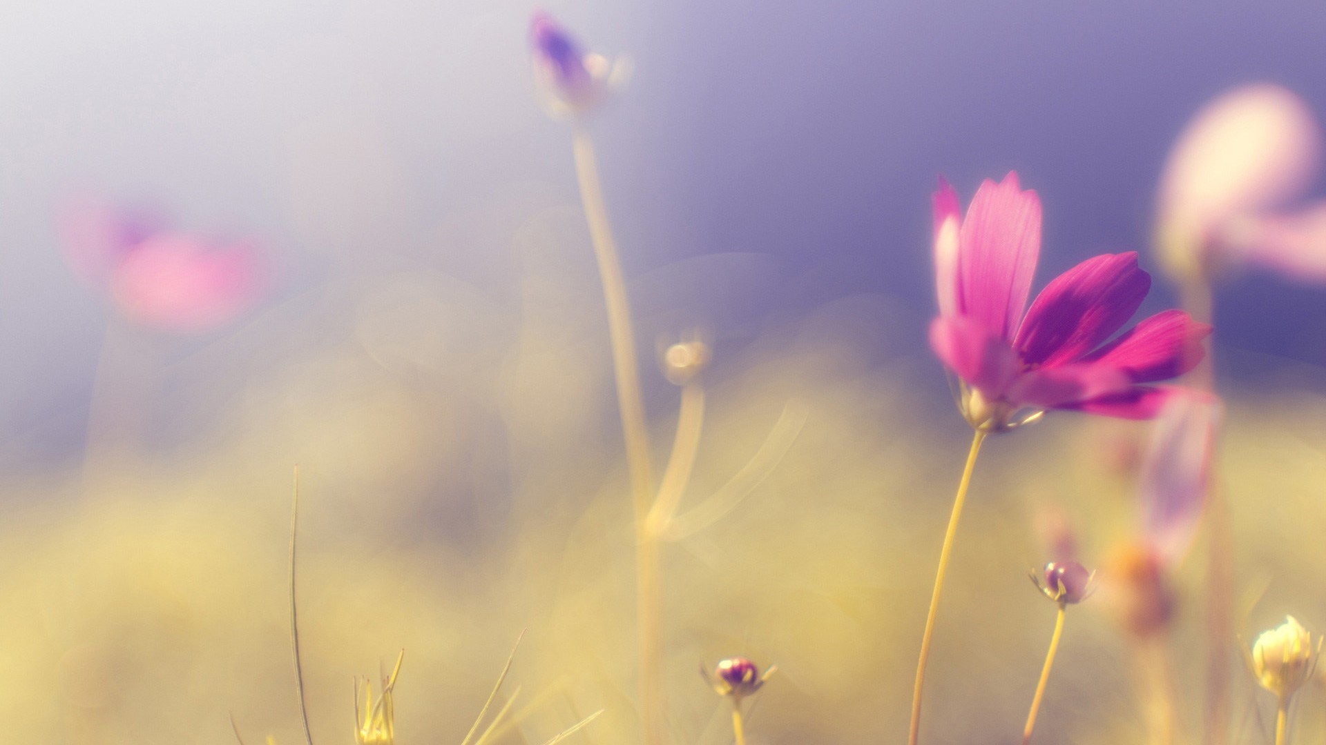 野花 小花 小清新 温馨