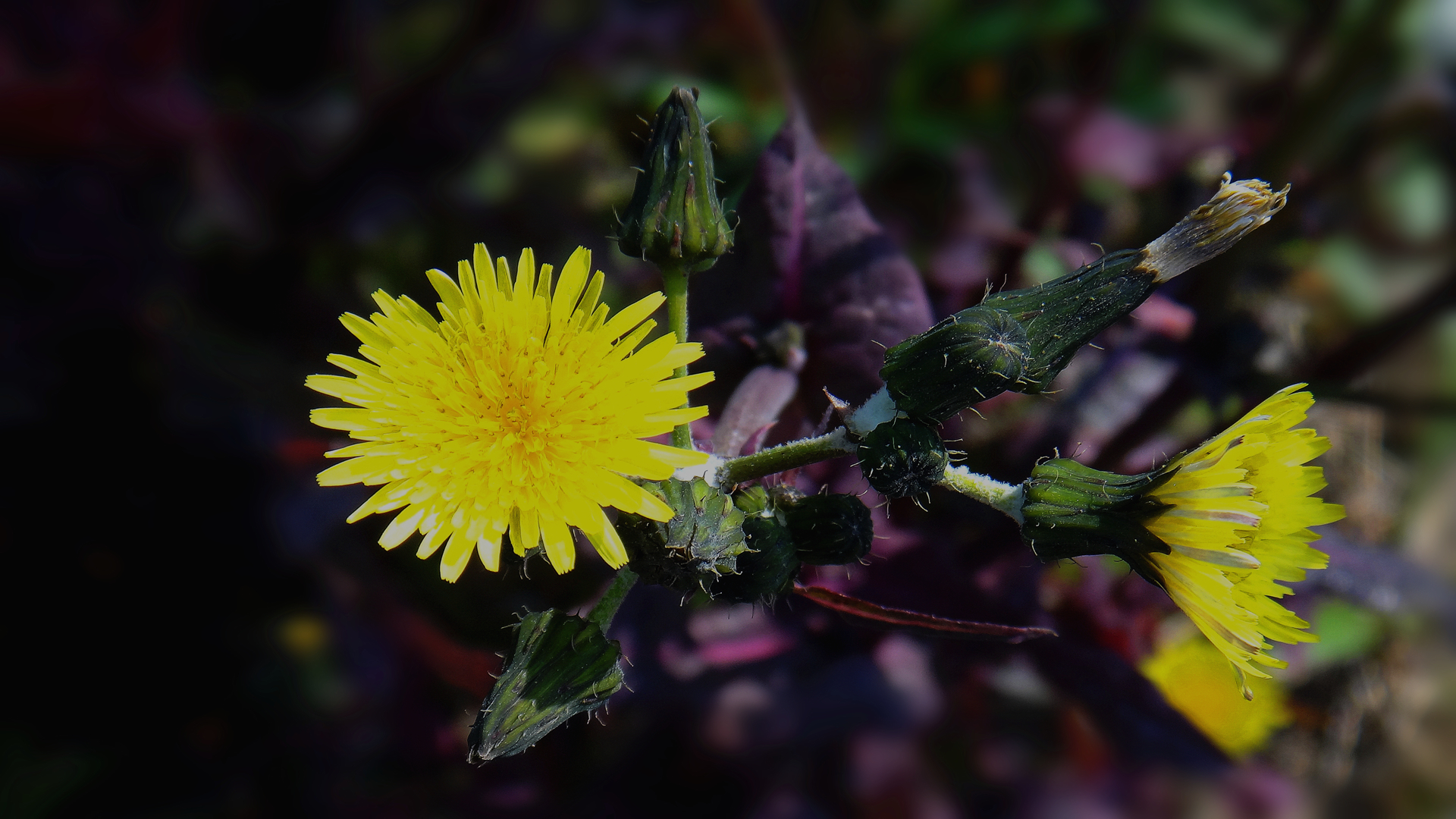 清新淡雅 小黄花
