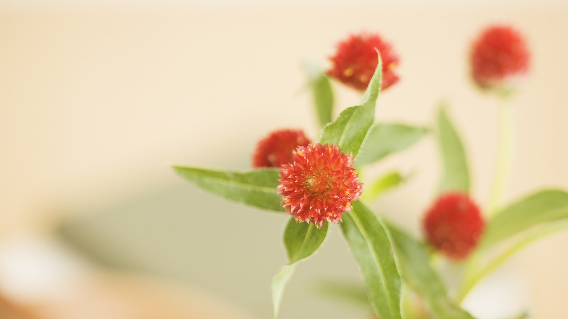 小清新 植物 花卉