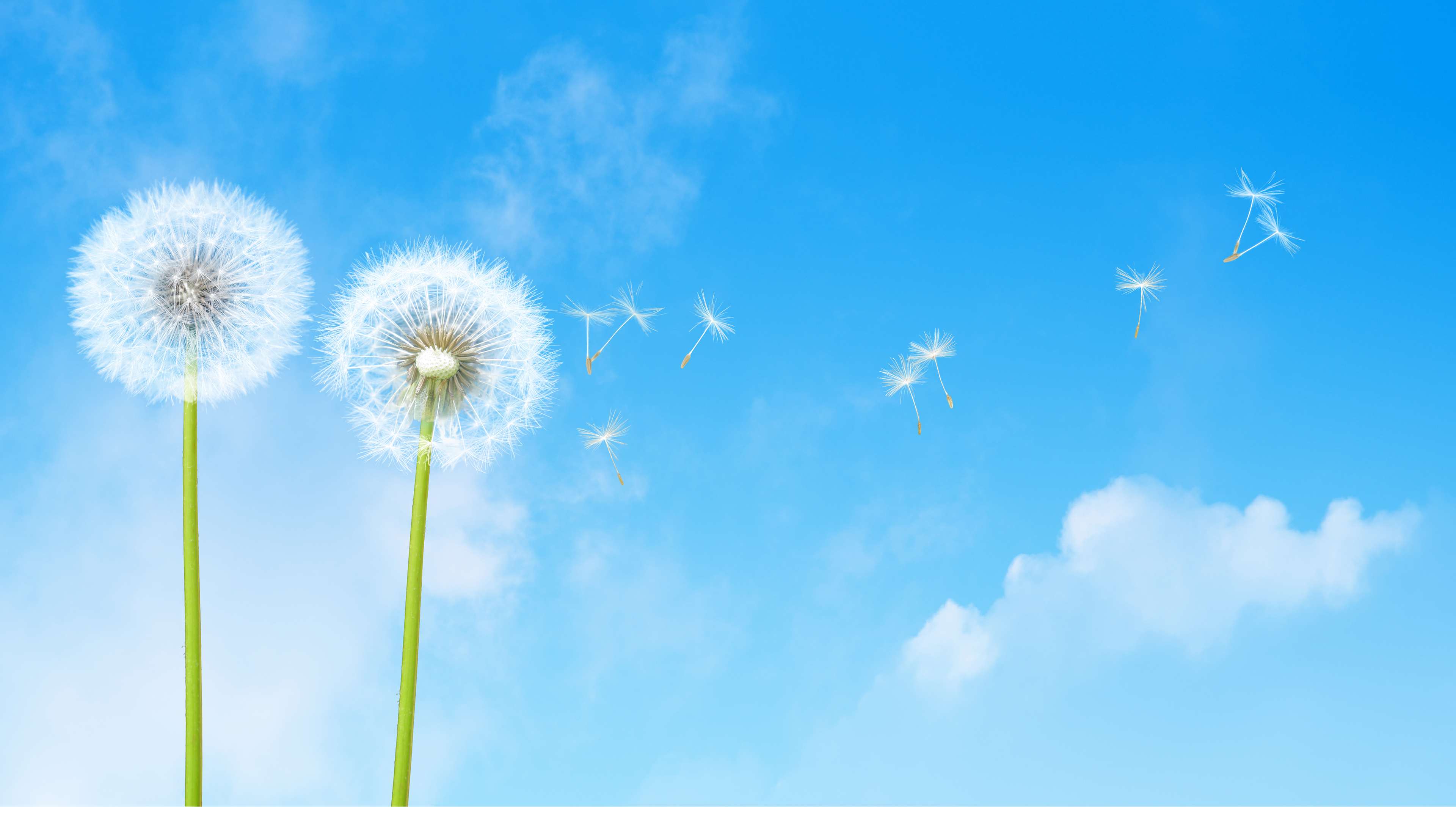 蒲公英 蓝天 白云