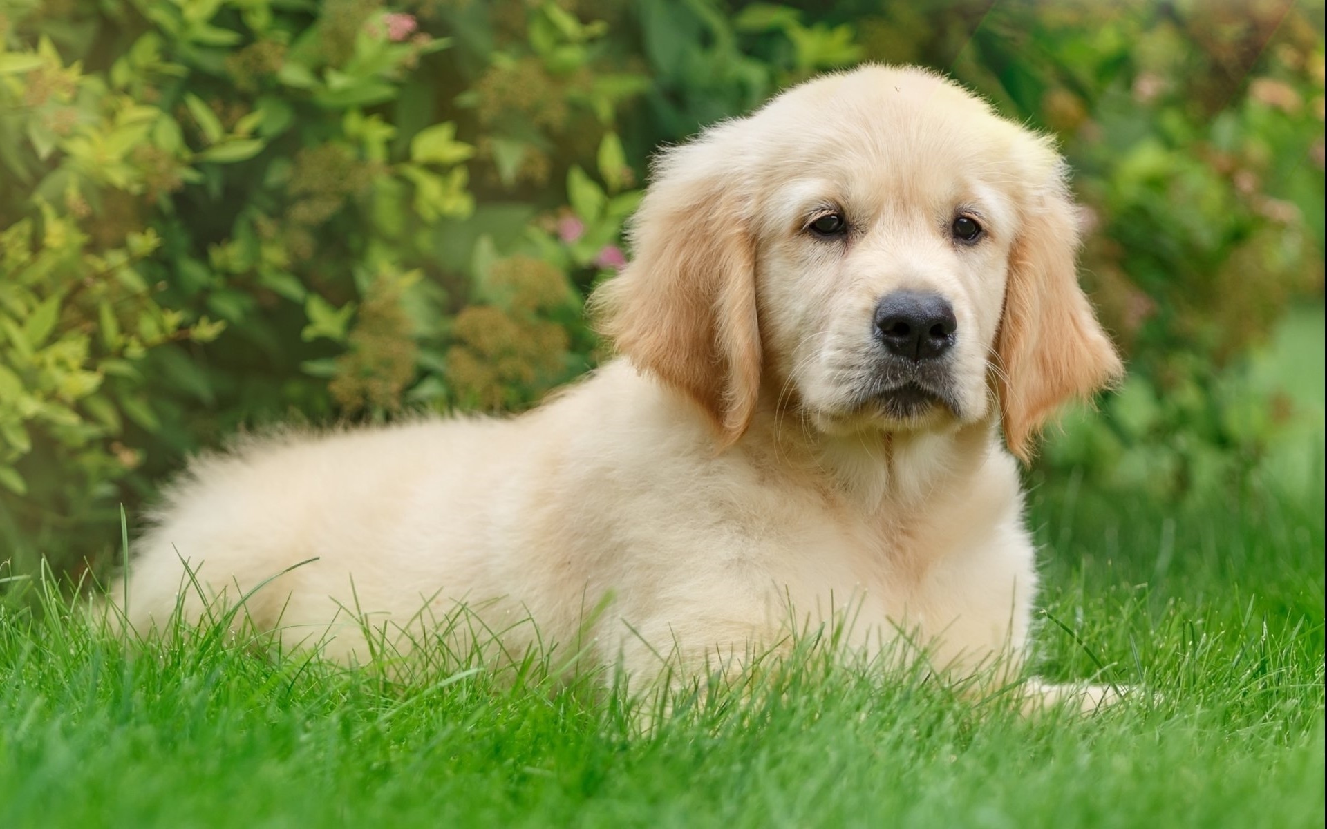 萌宠 动物 狗 汪星人 金毛