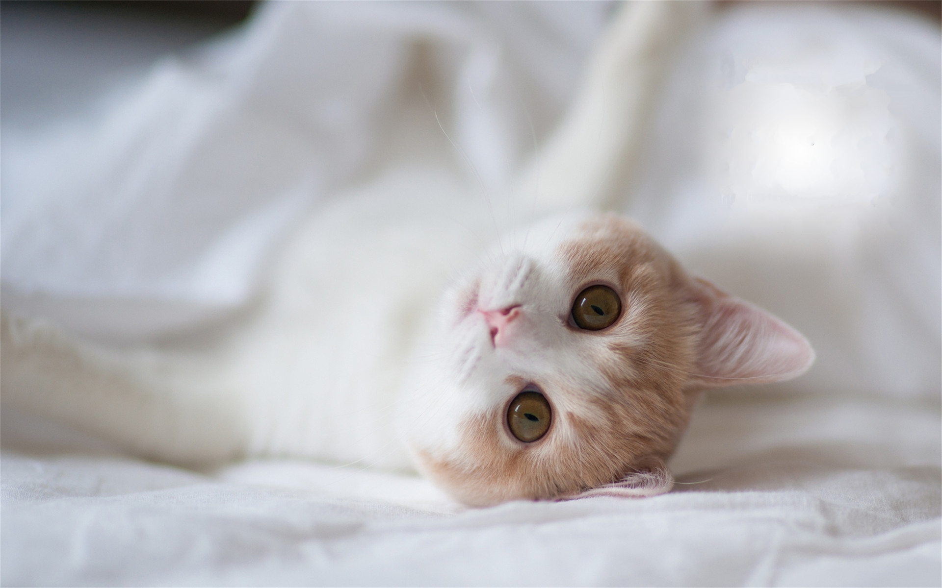 卖萌图 猫 可爱