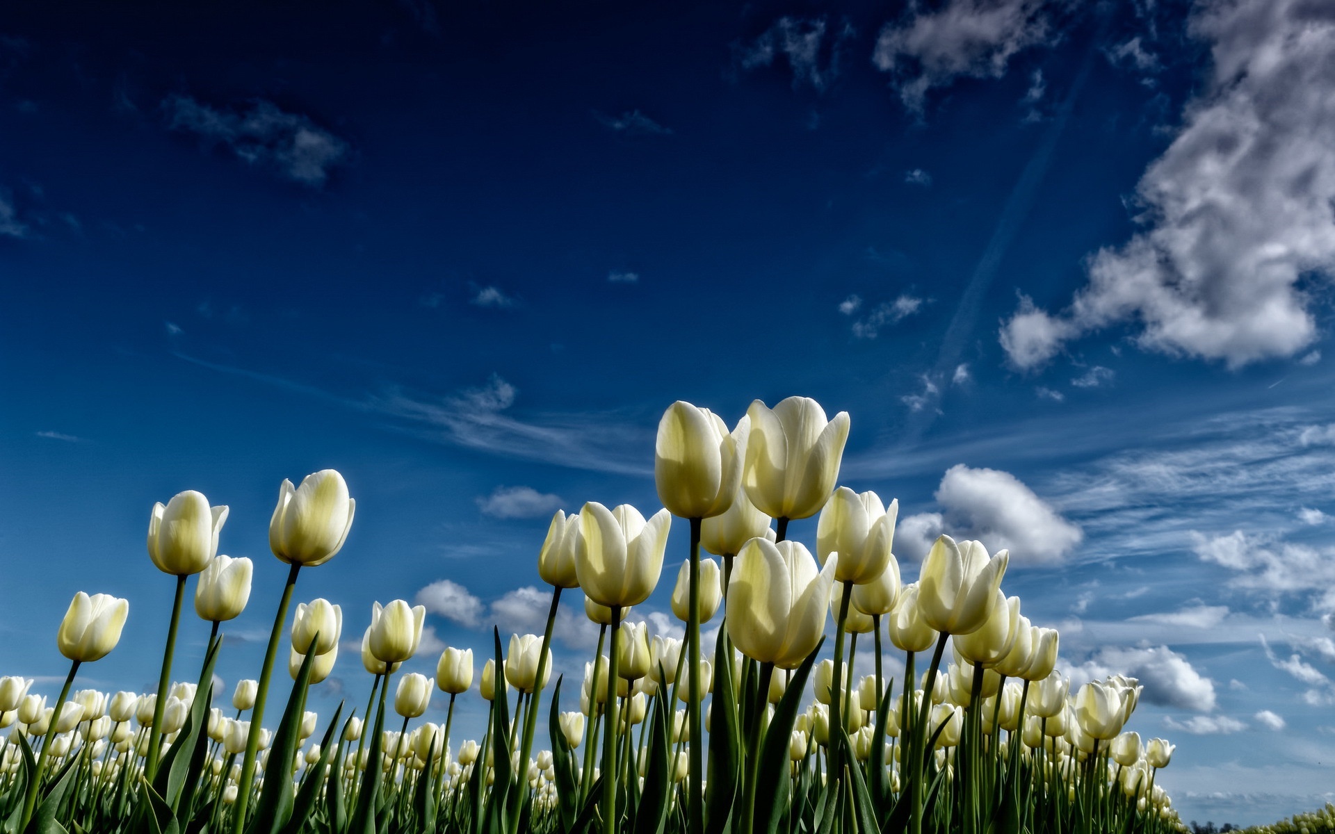 小清新 鸟语花香 郁金香