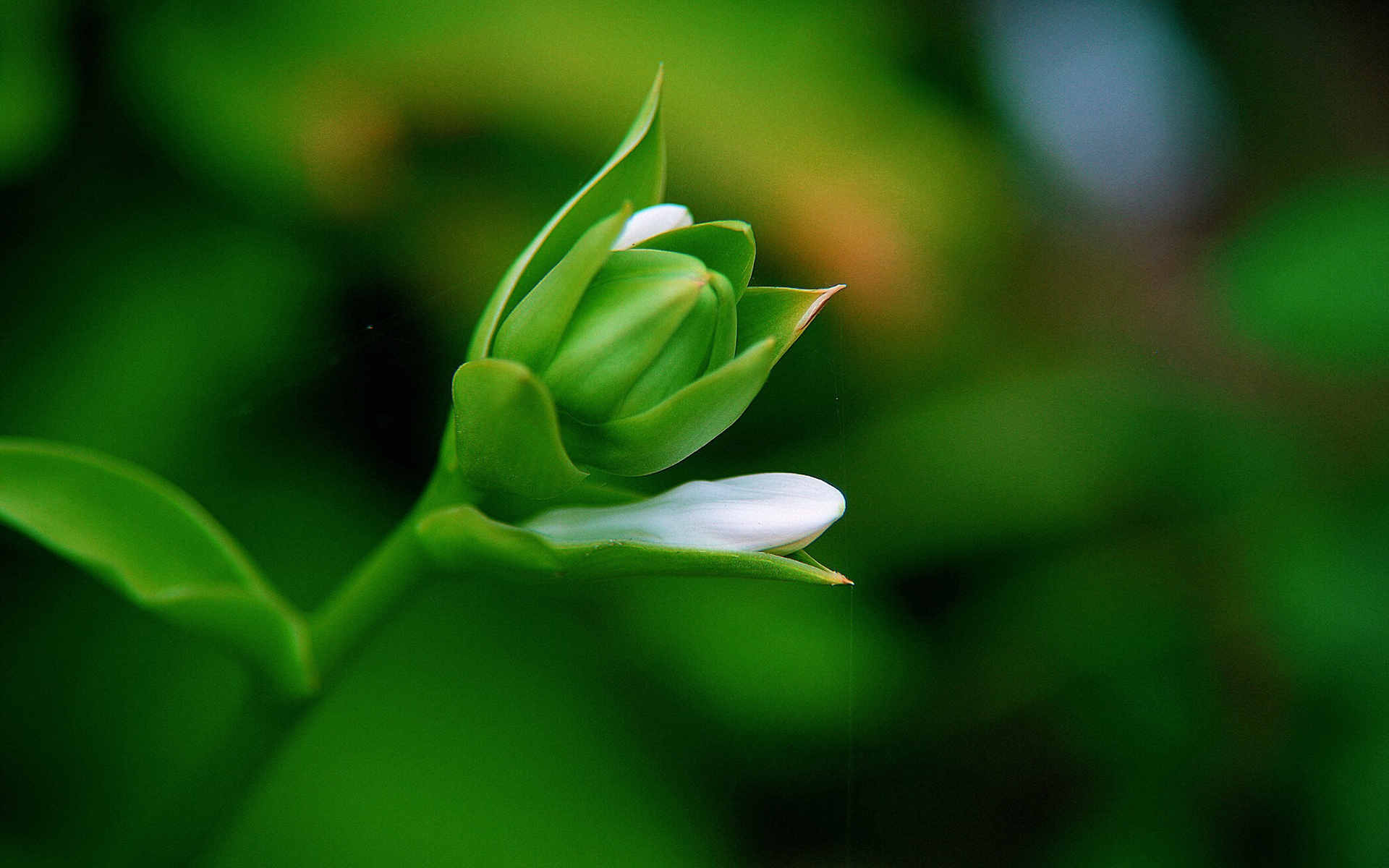 护眼壁纸  绿色 护眼 花卉