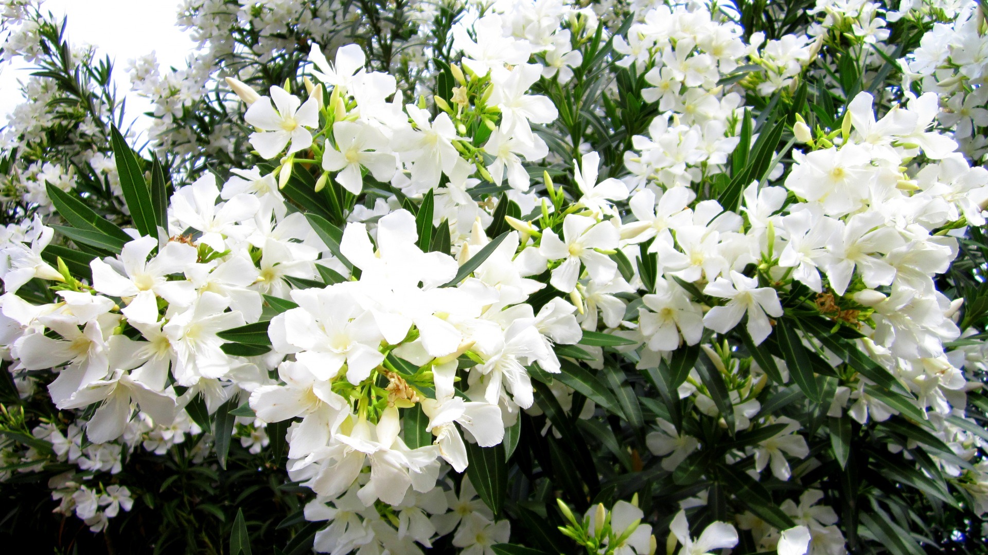 小清新 鸟语花香 花朵 花卉