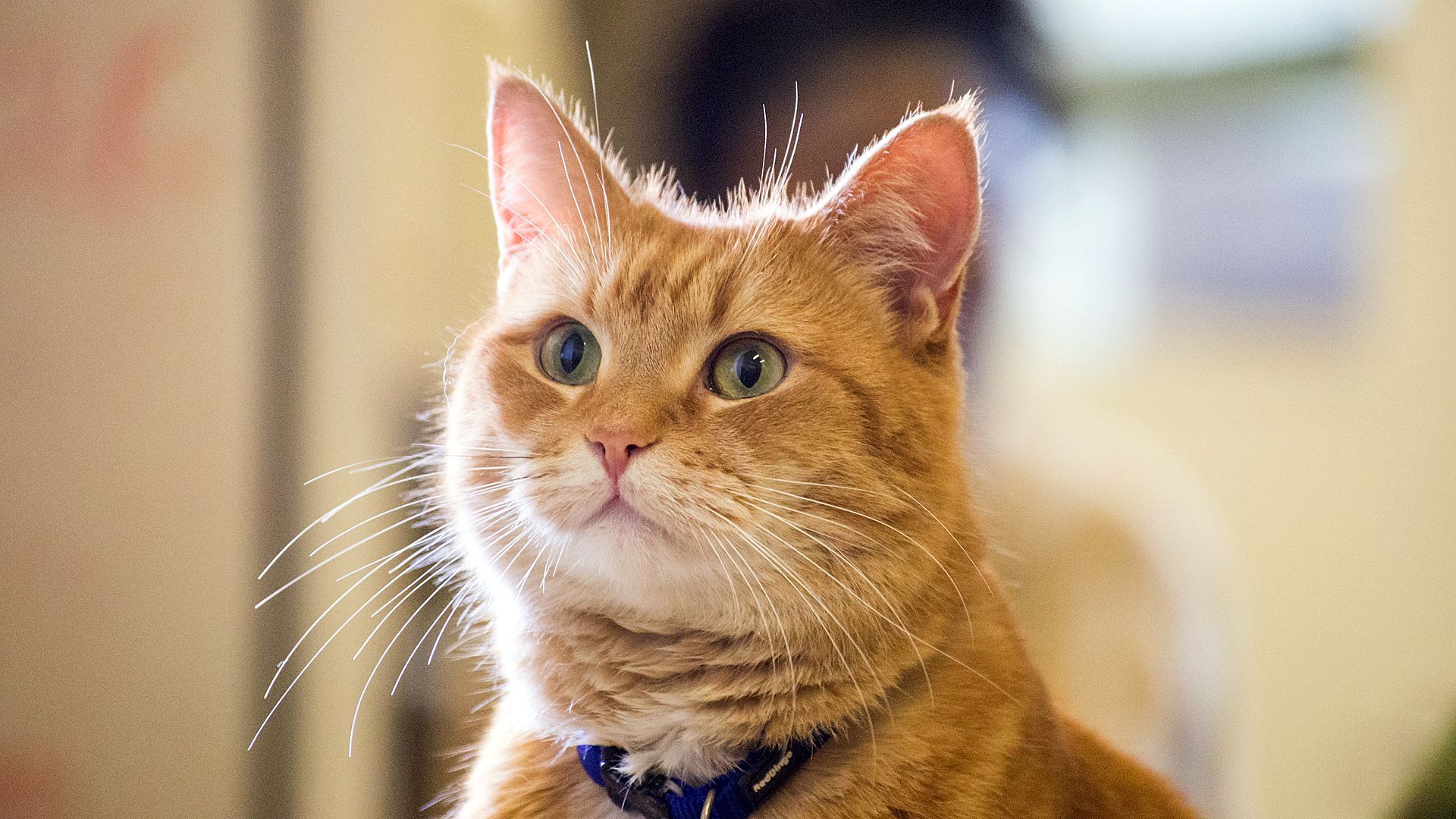 萌宠动物 流浪猫鲍勃