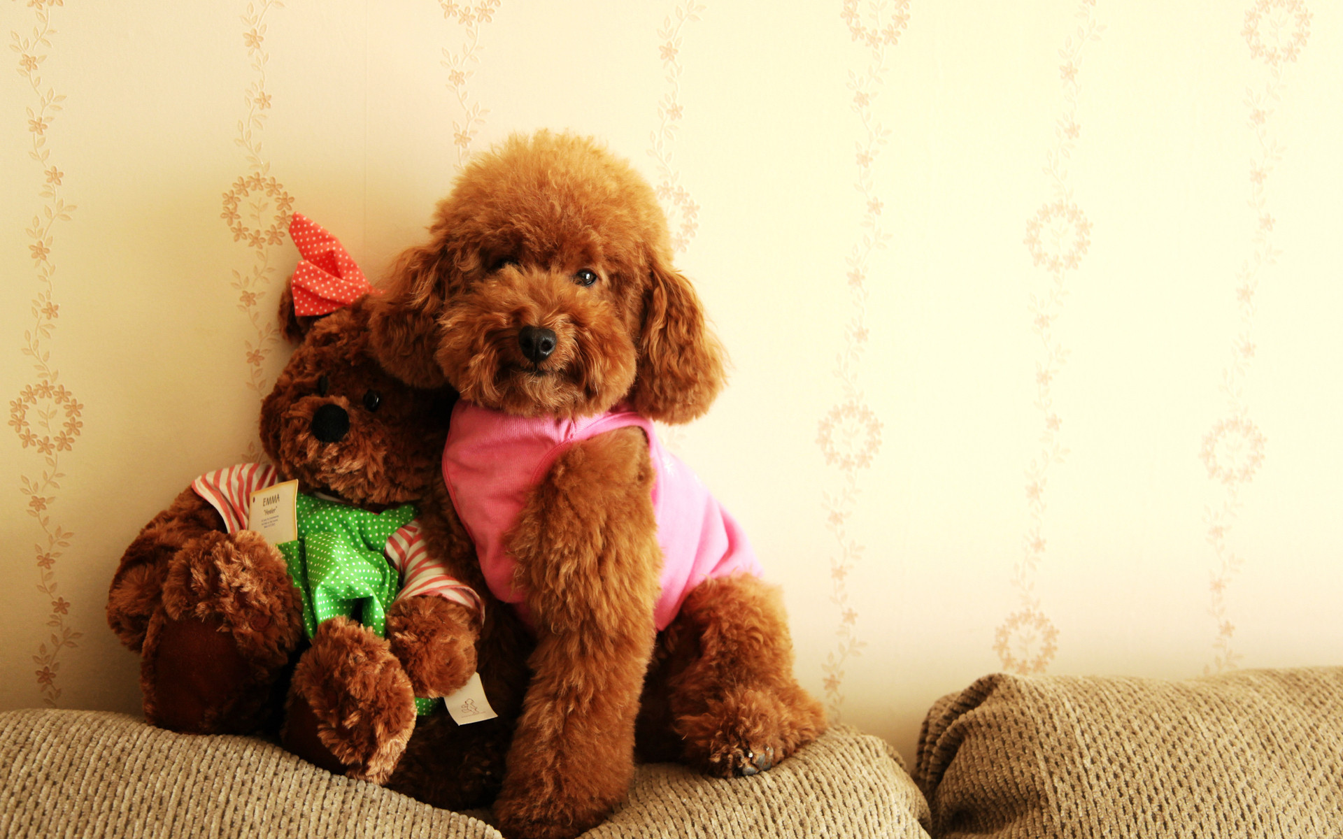 汪星人  可爱萌宠小狗  泰迪