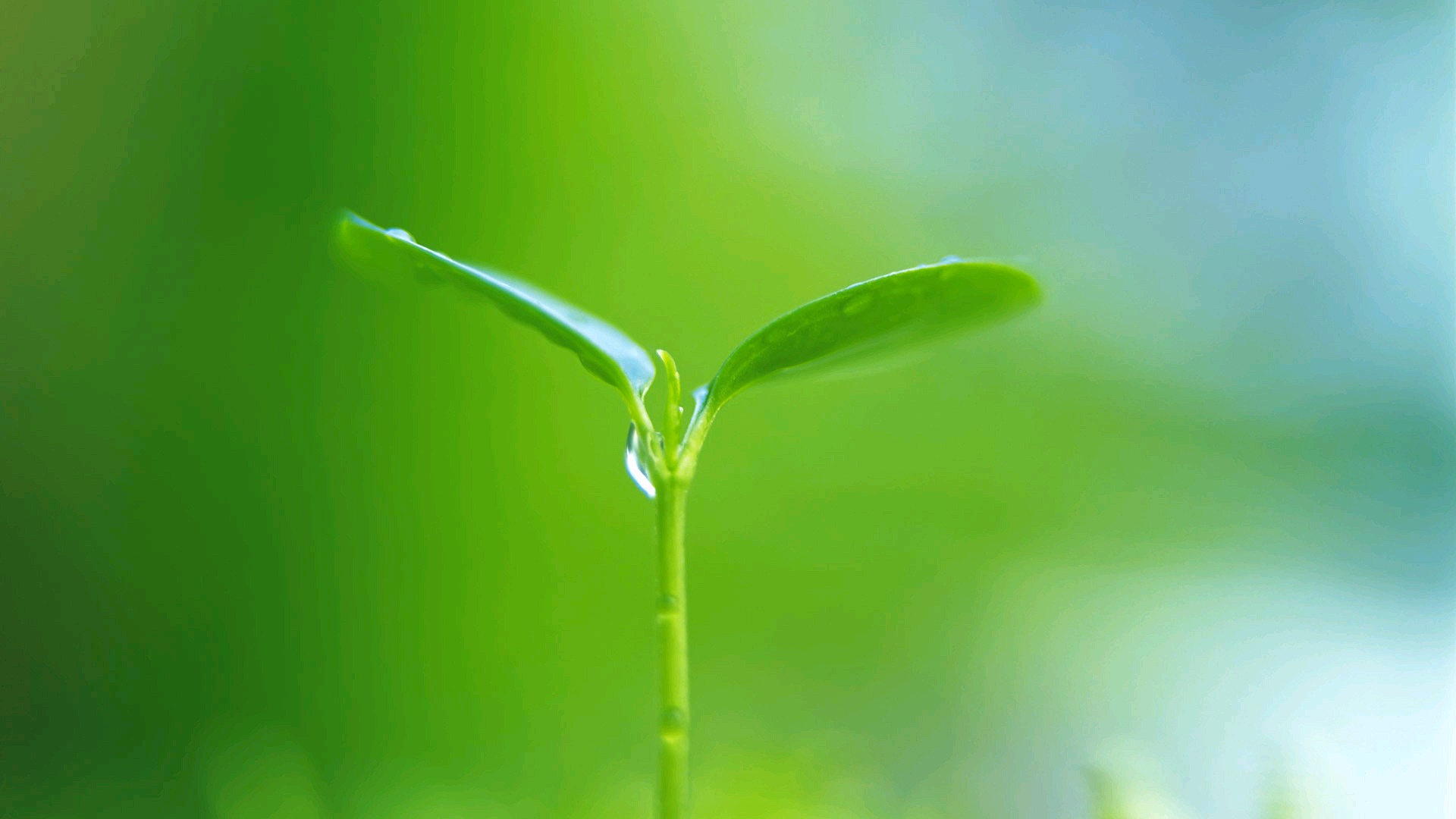 护眼壁纸 绿色 生机