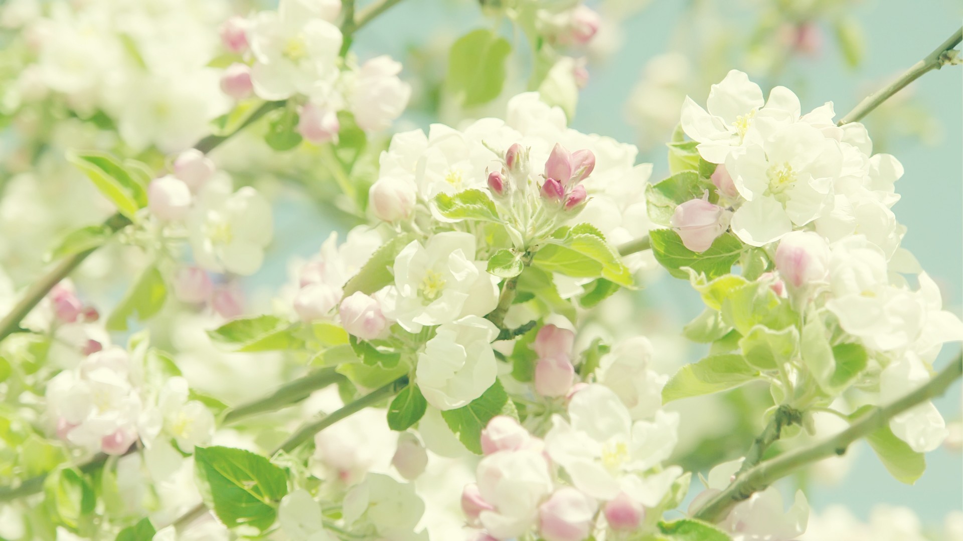 清新淡雅 桃花 花