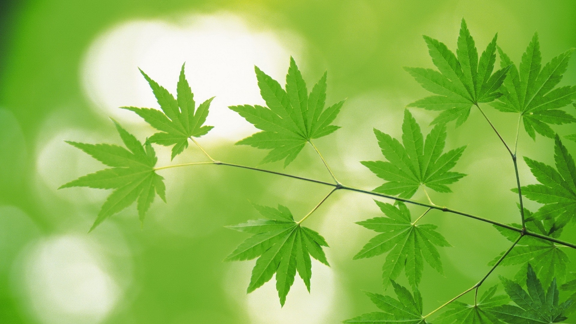 护眼壁纸 绿色 树叶