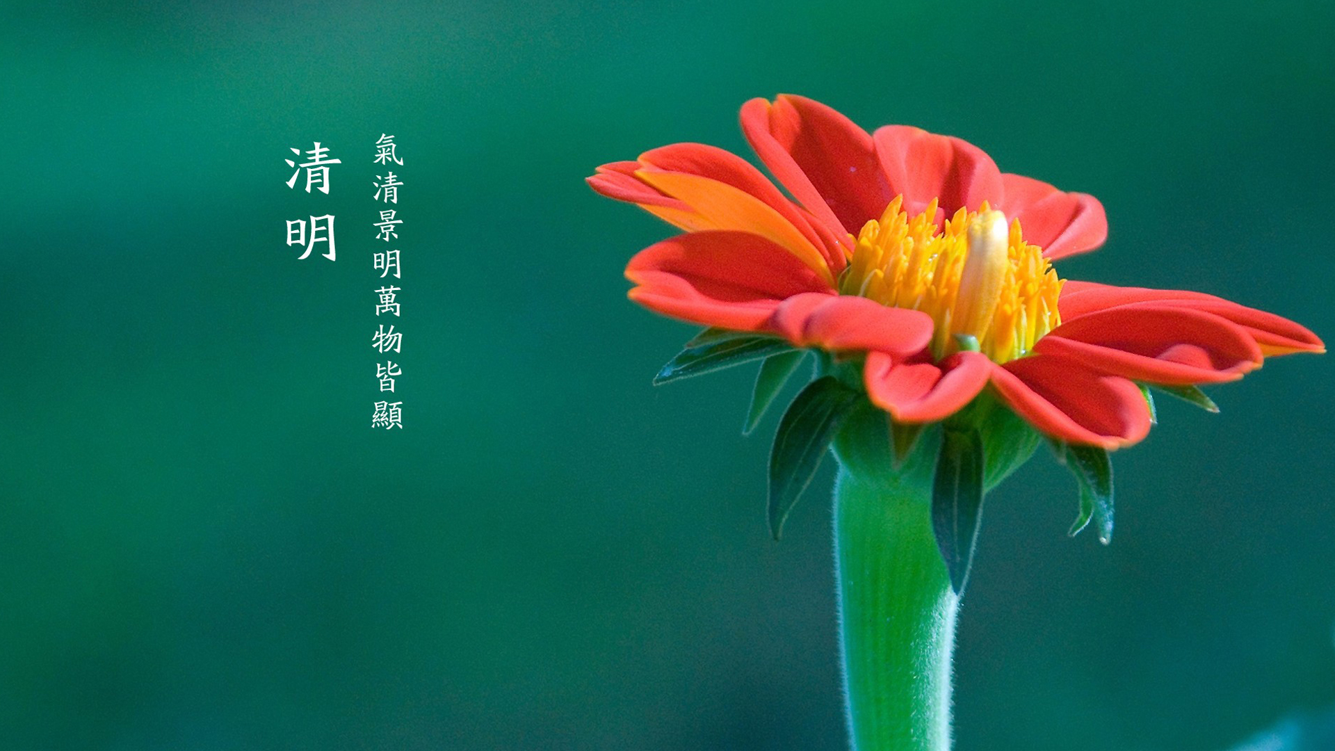 清明节 鲜花