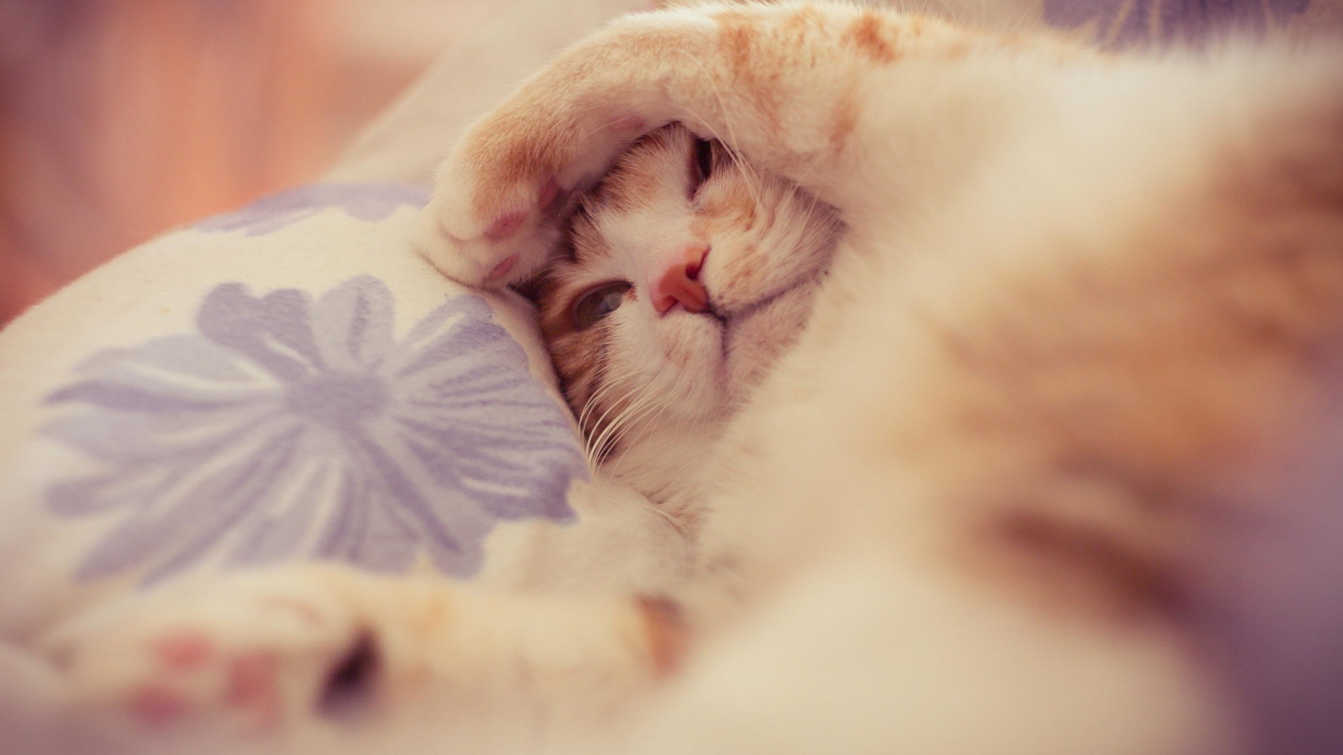 萌宠 动物 喵星人 猫