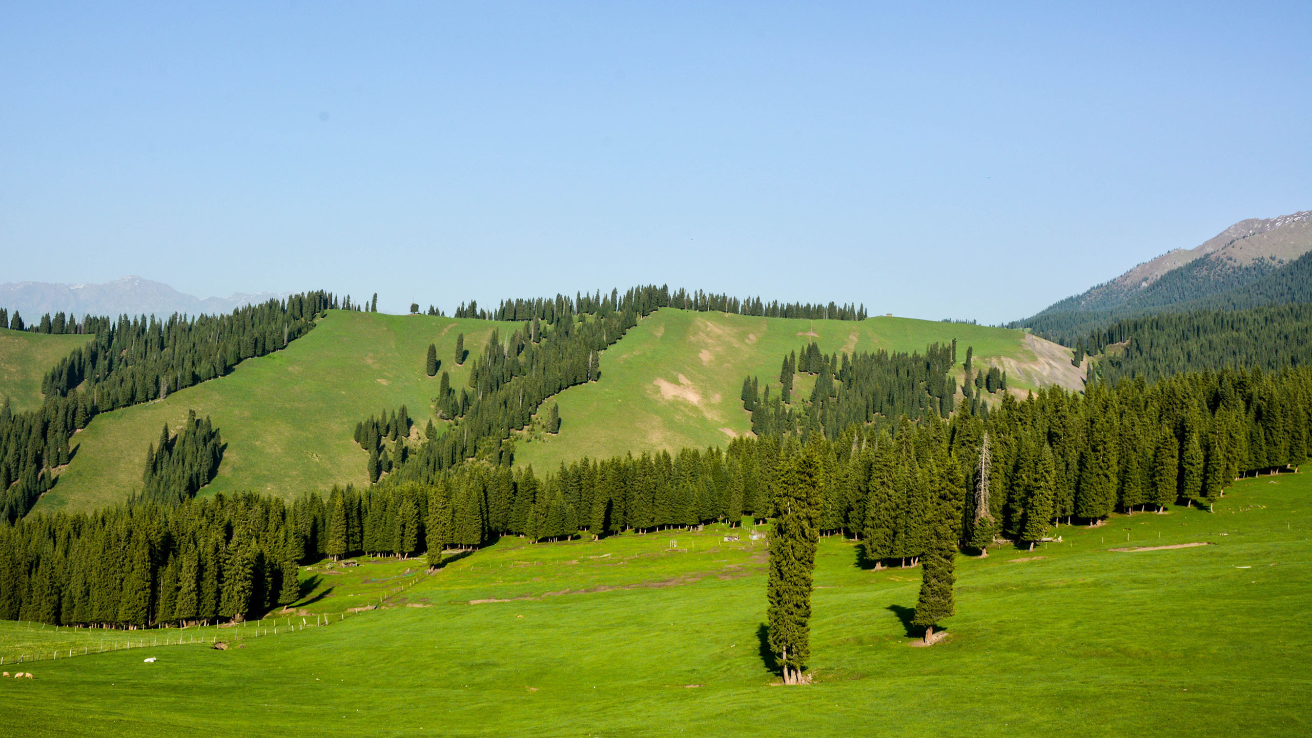 风景 自然风光 草地 草原 新疆科克尔斯陶牧区