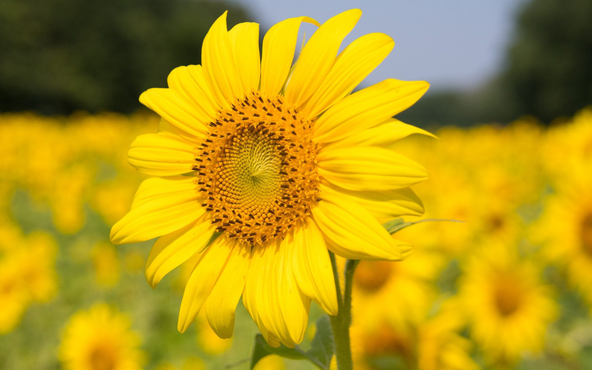 鸟语花香 向日葵 太阳 花朵
