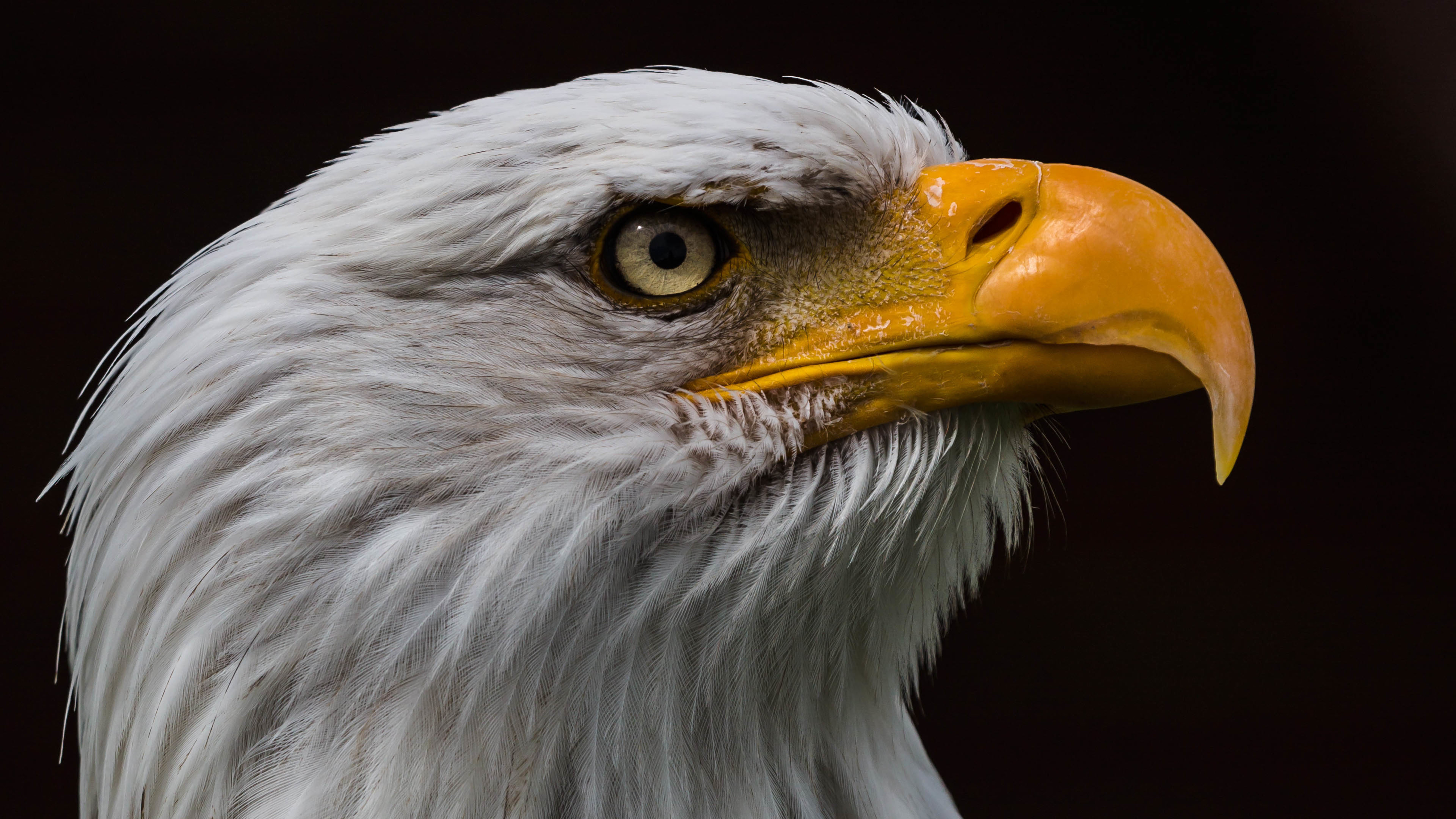 老鹰 眼睛 深邃