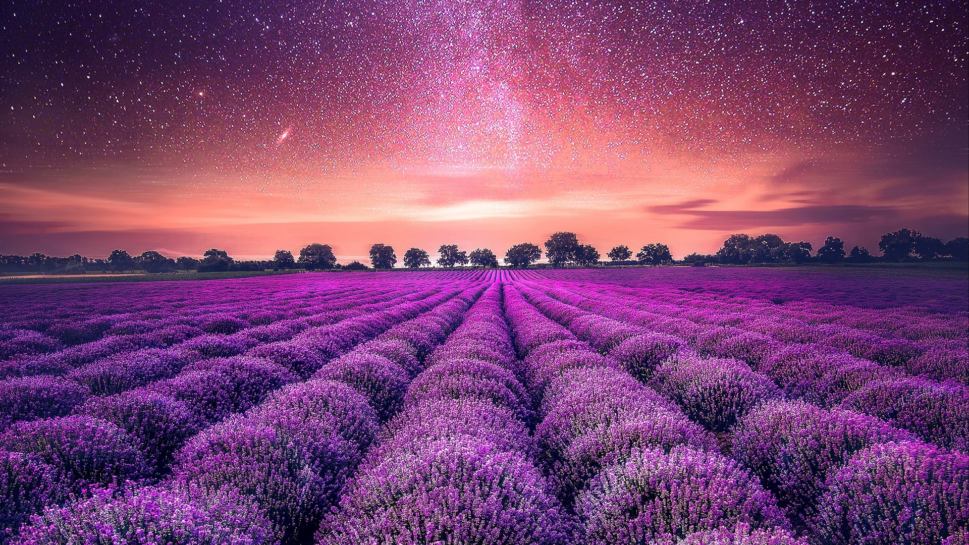 春意盎然  薰衣草花海风景