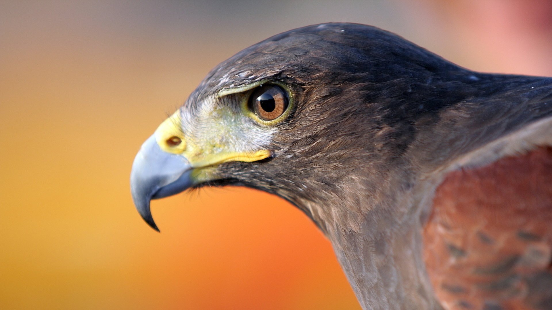 萌宠 老鹰 猛禽 眼神犀利 宽屏