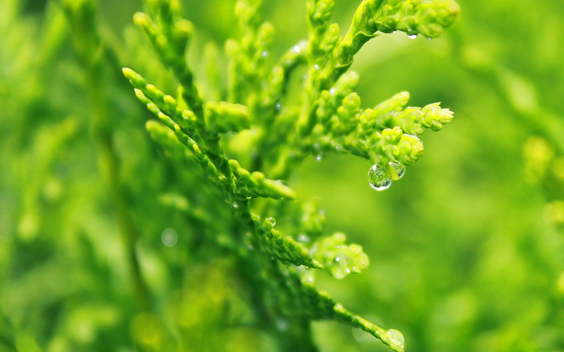 护眼壁纸  绿色 护眼  树叶