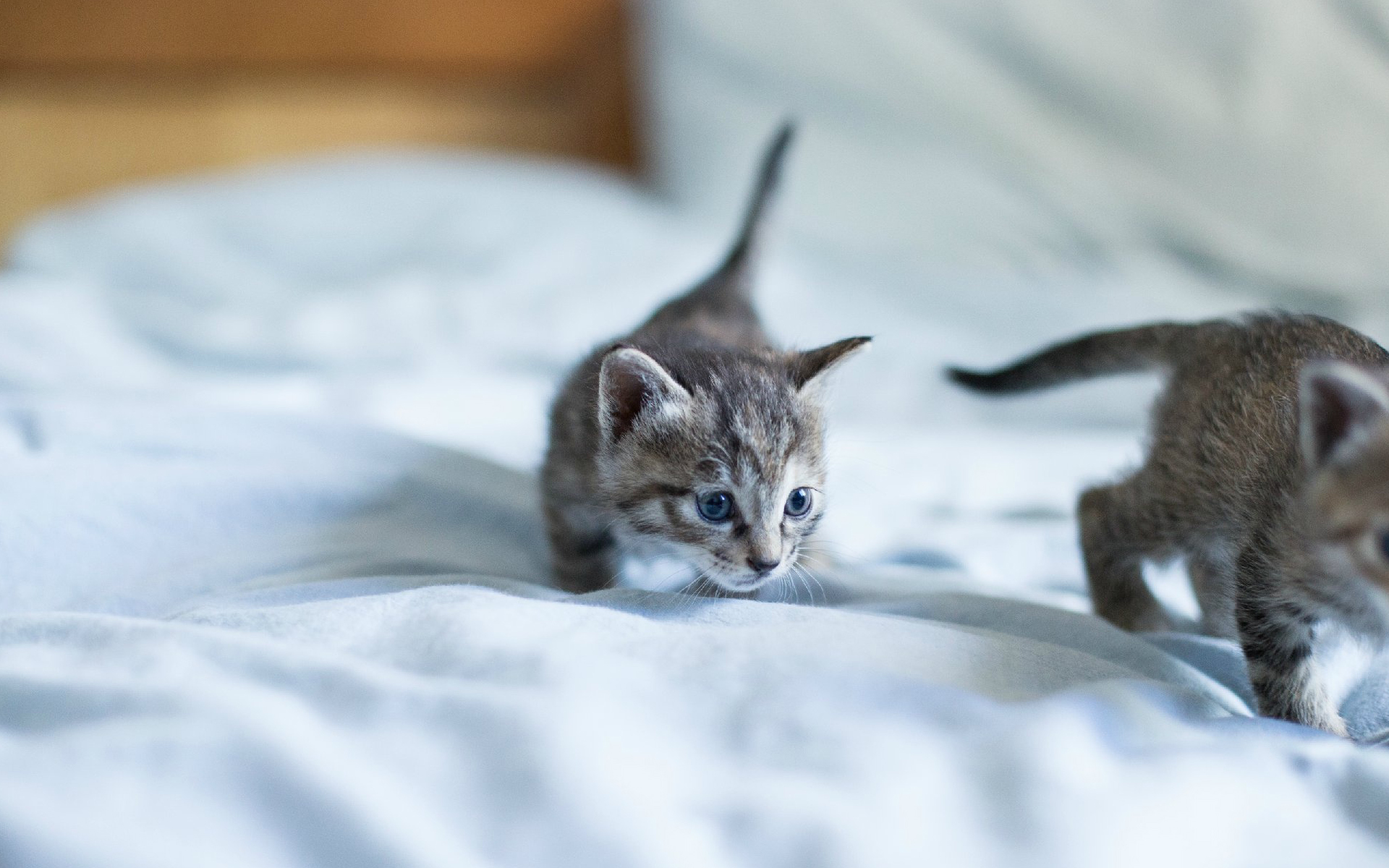 萌宠 动物 喵星人 猫