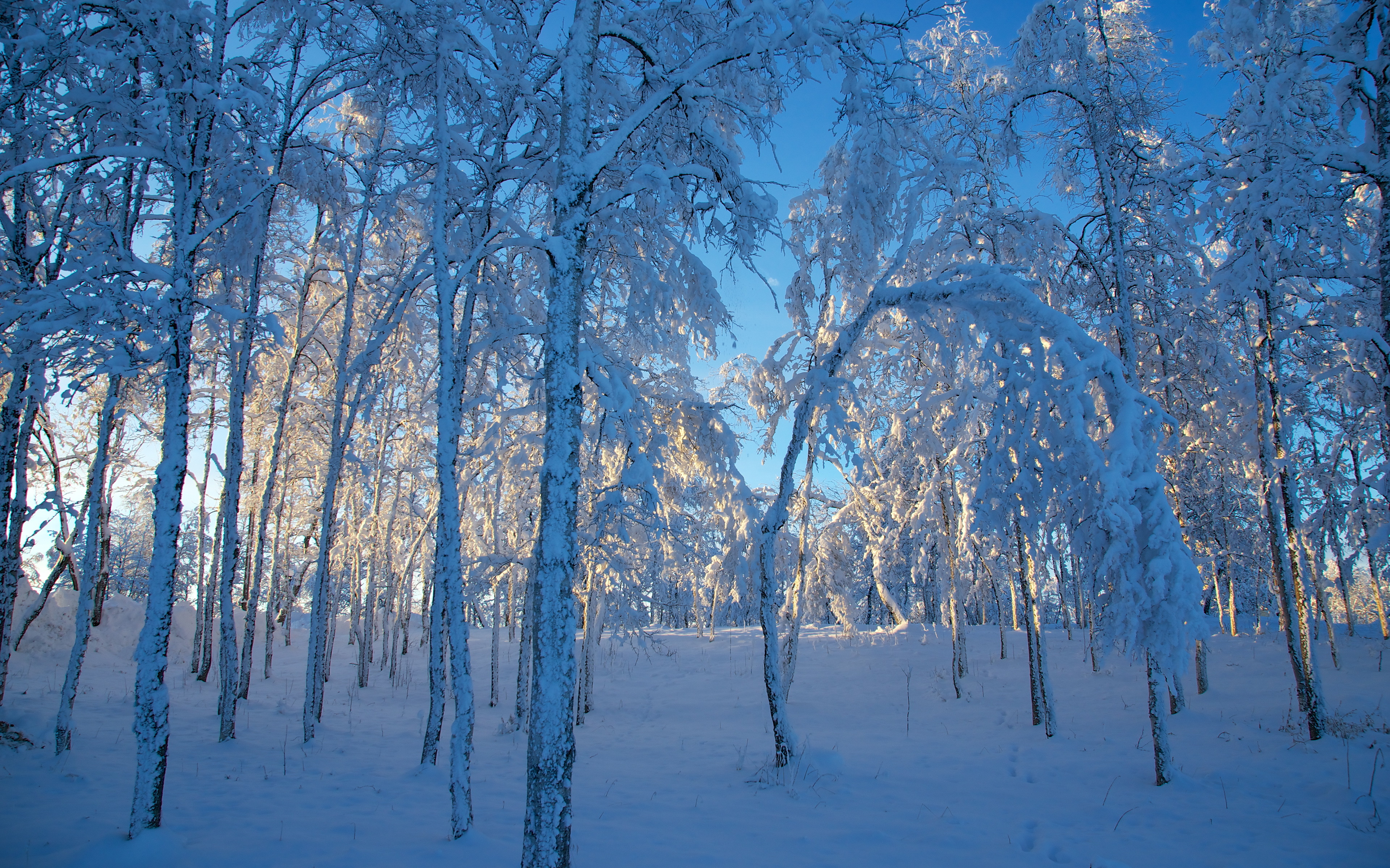风景 冰天雪地 寒冷