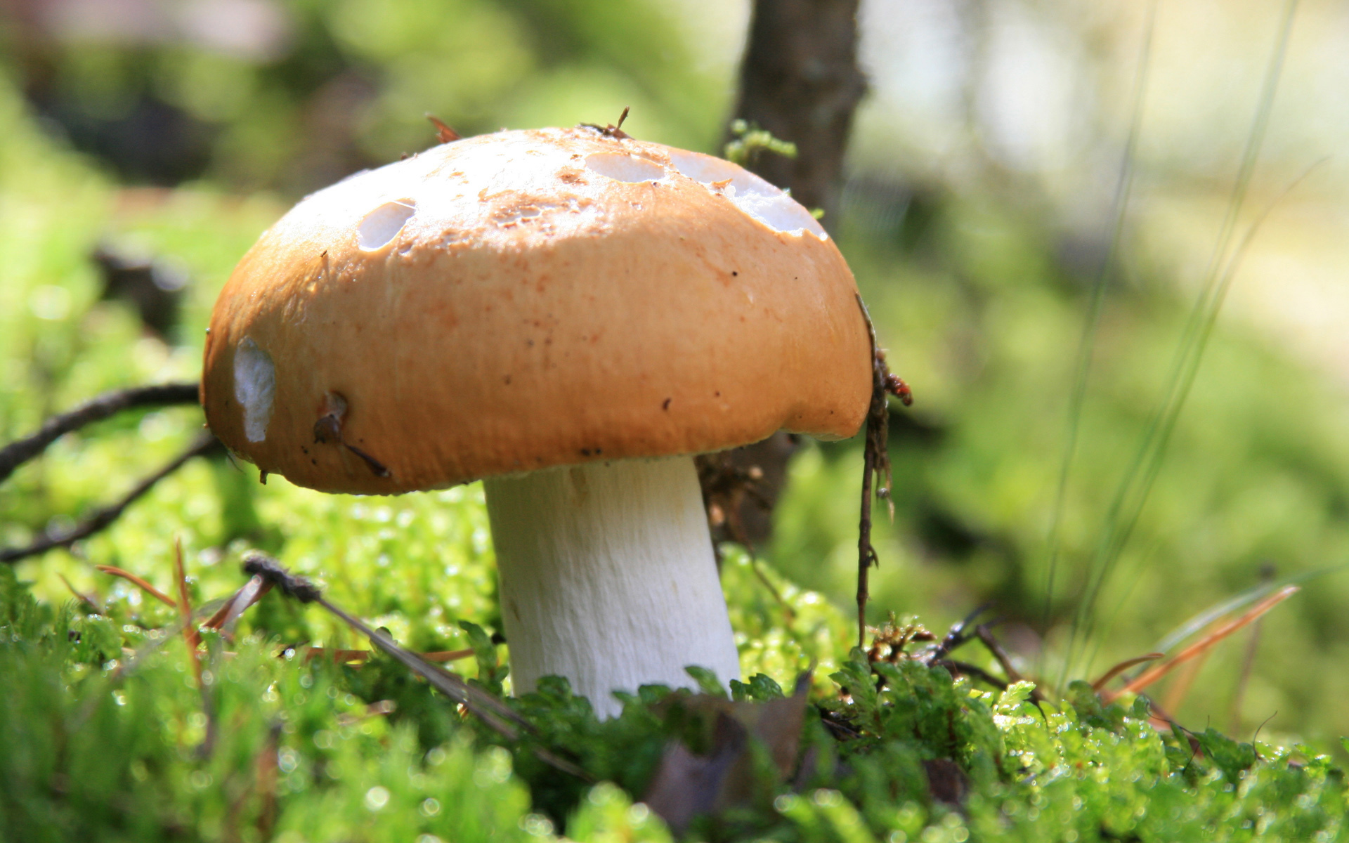 小清新 蘑菇 可爱 有趣 宽屏