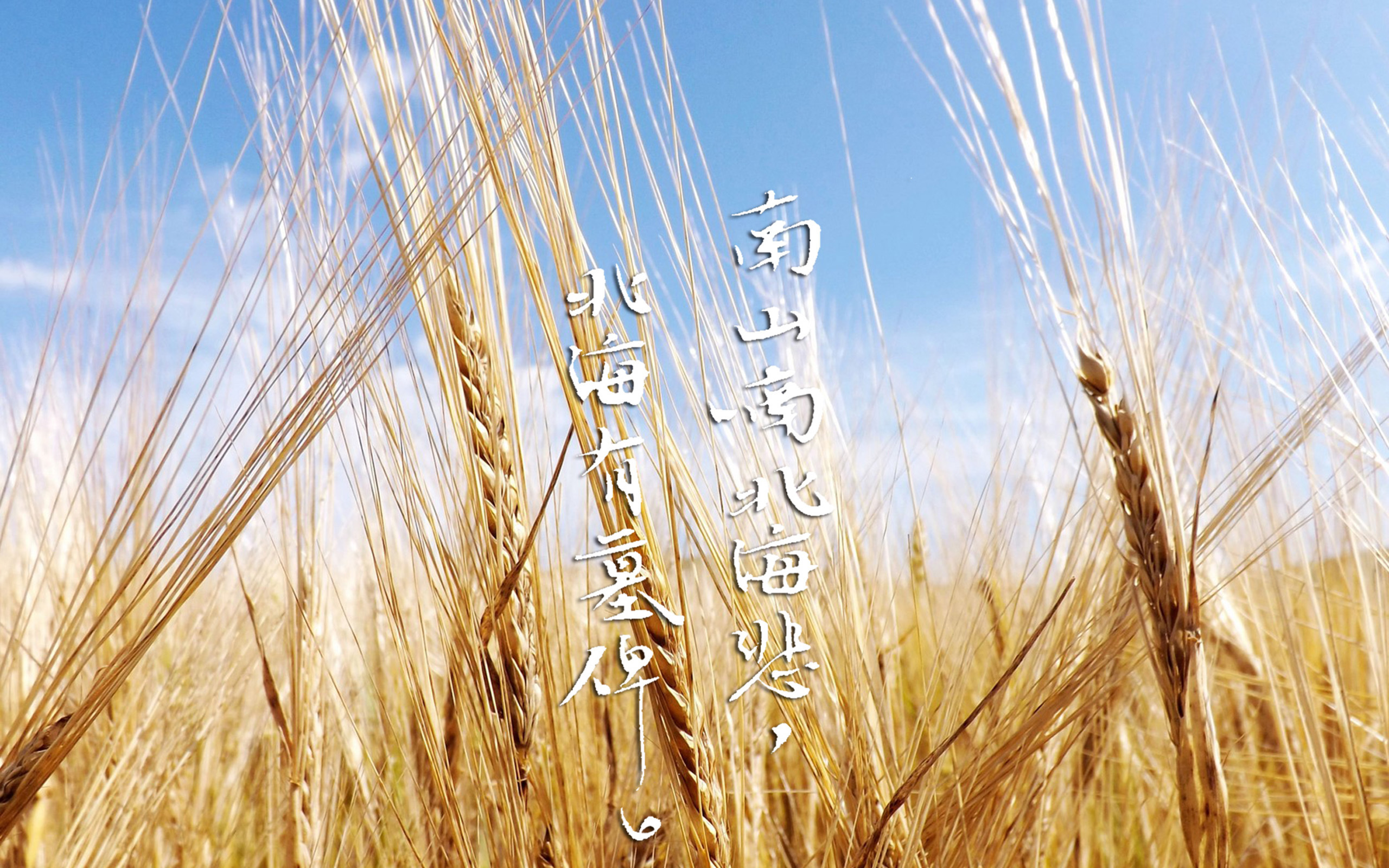 文字 歌词 南山南