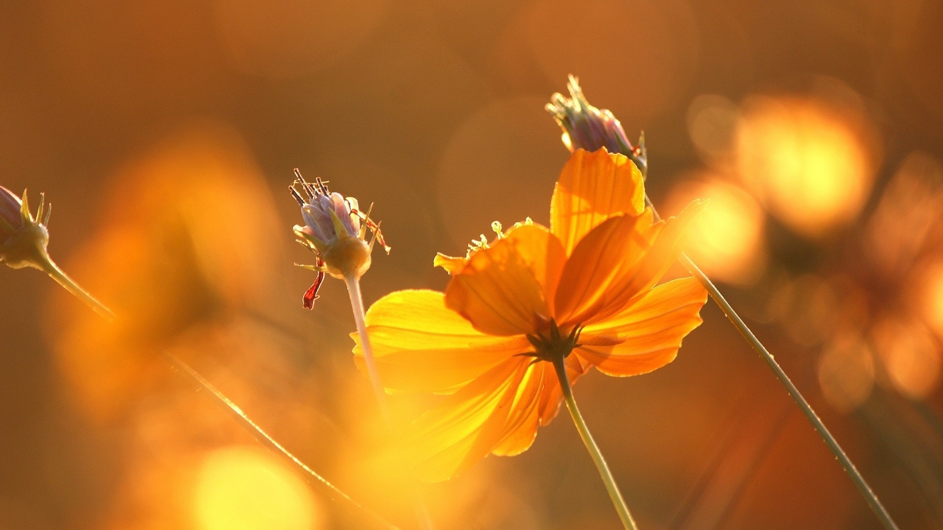 小清新 植物 花卉