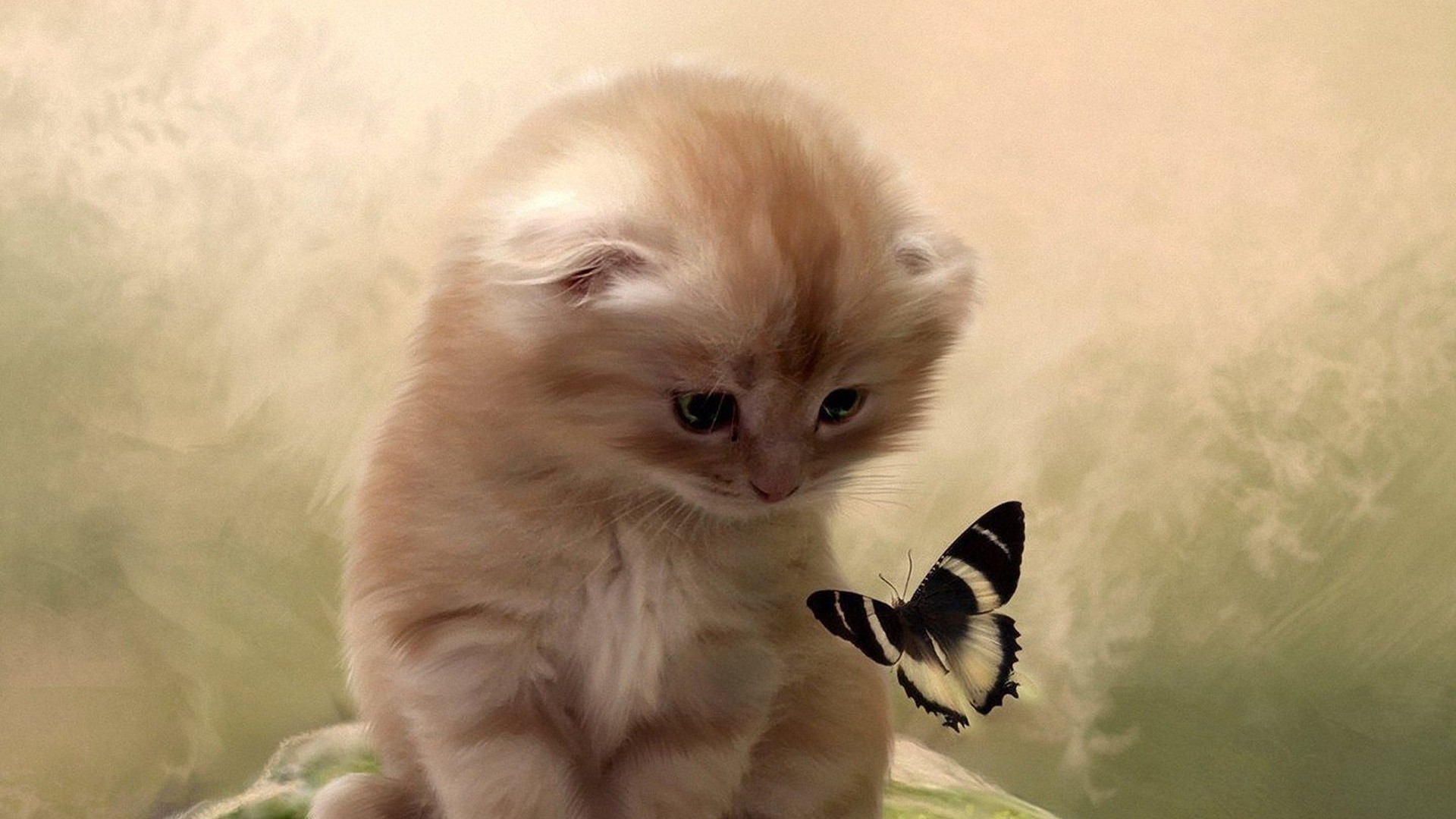 萌宠 喵星人 猫咪 可爱