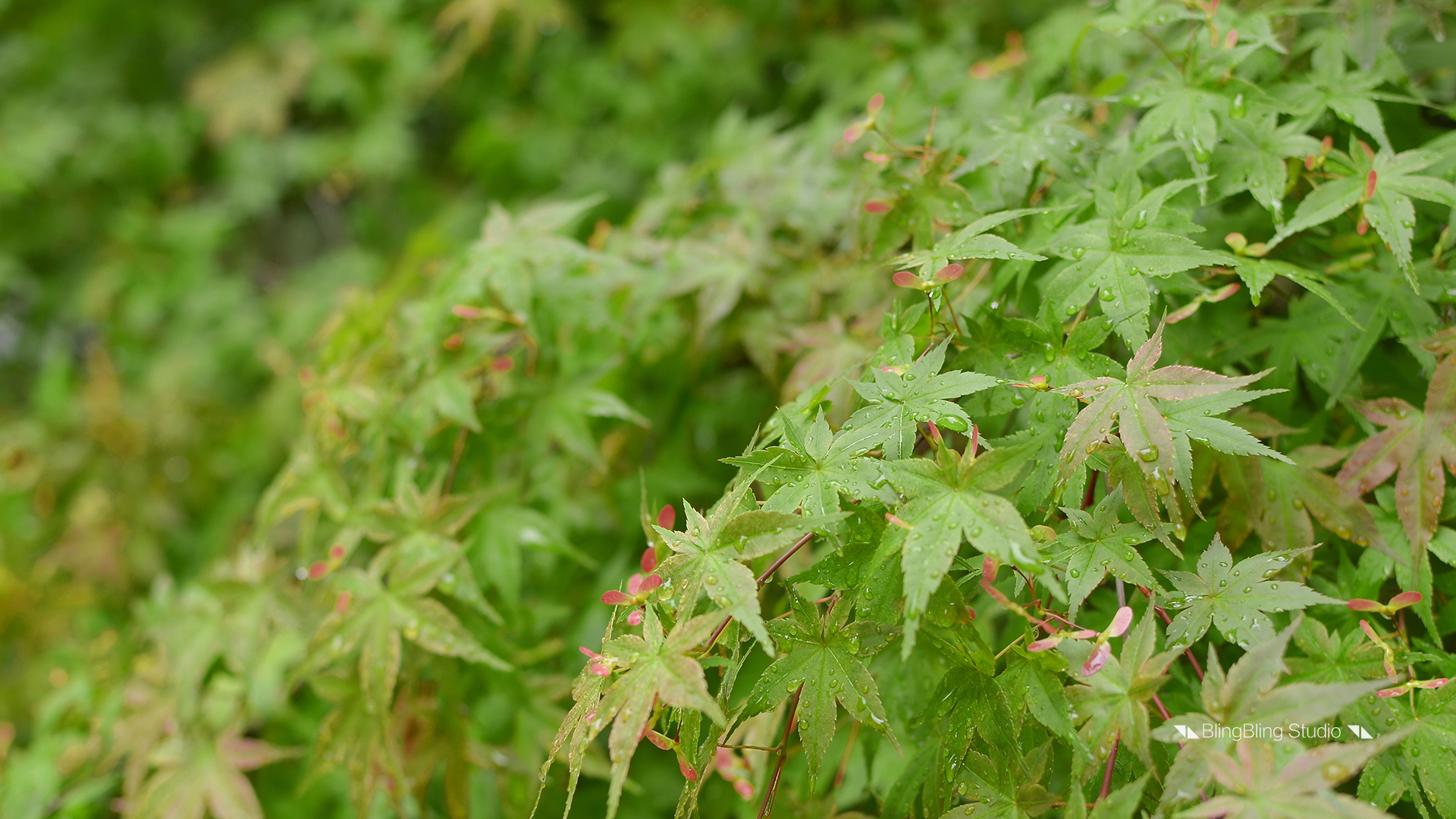护眼壁纸 绿色植物