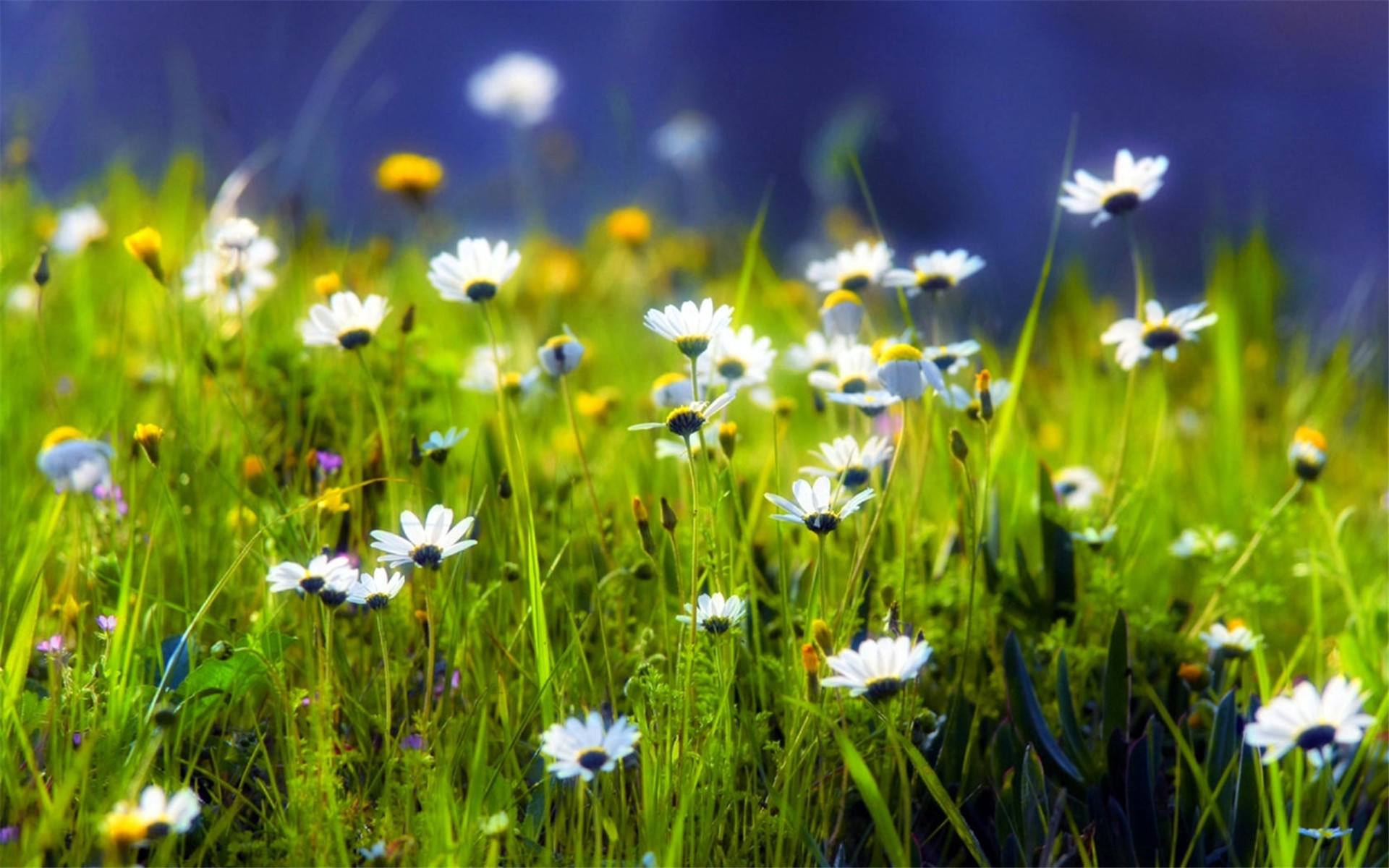 小清新 清新淡雅 雏菊