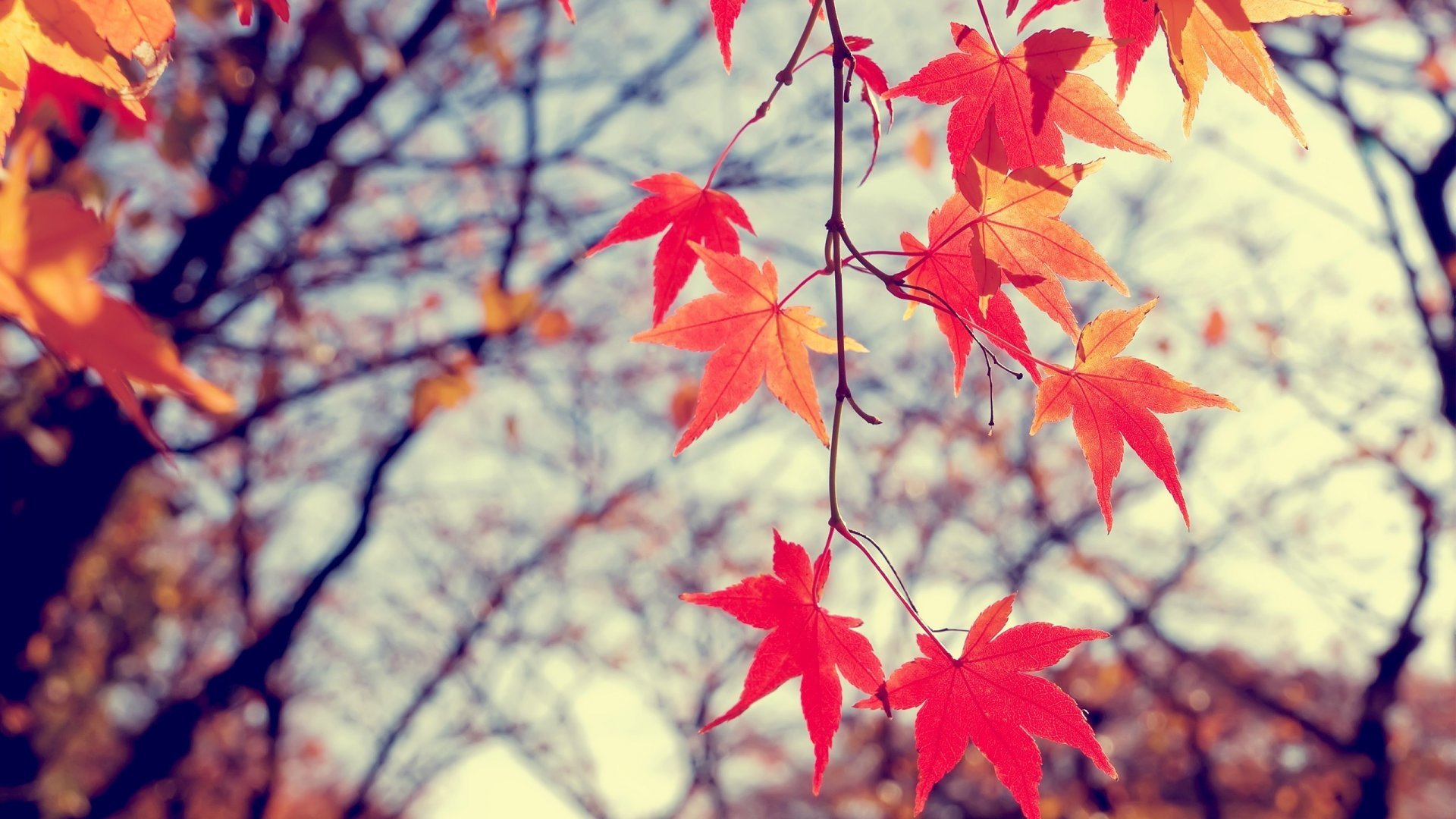 小清新 红叶 枫叶 高清