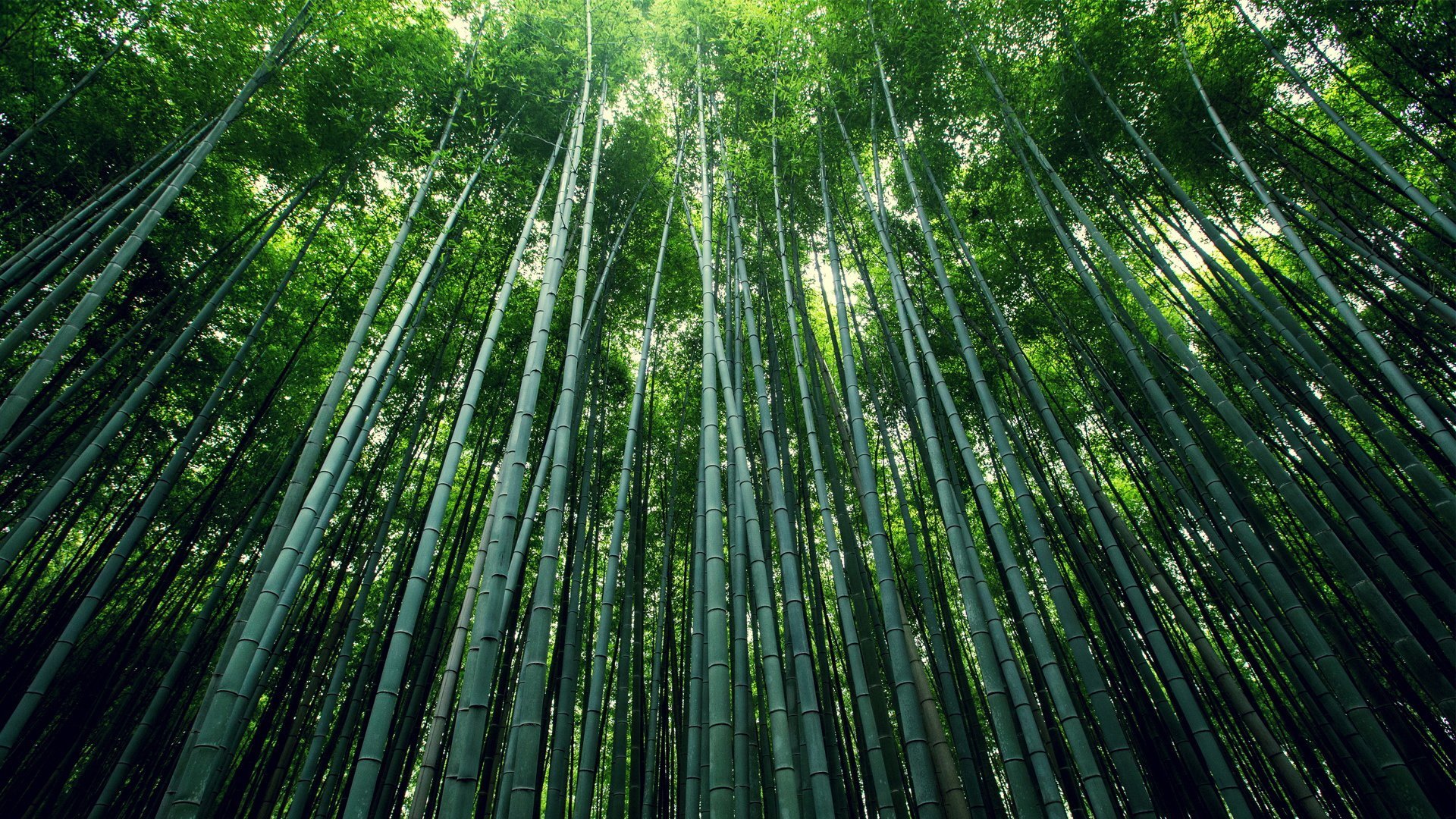 自然 竹林 竹子