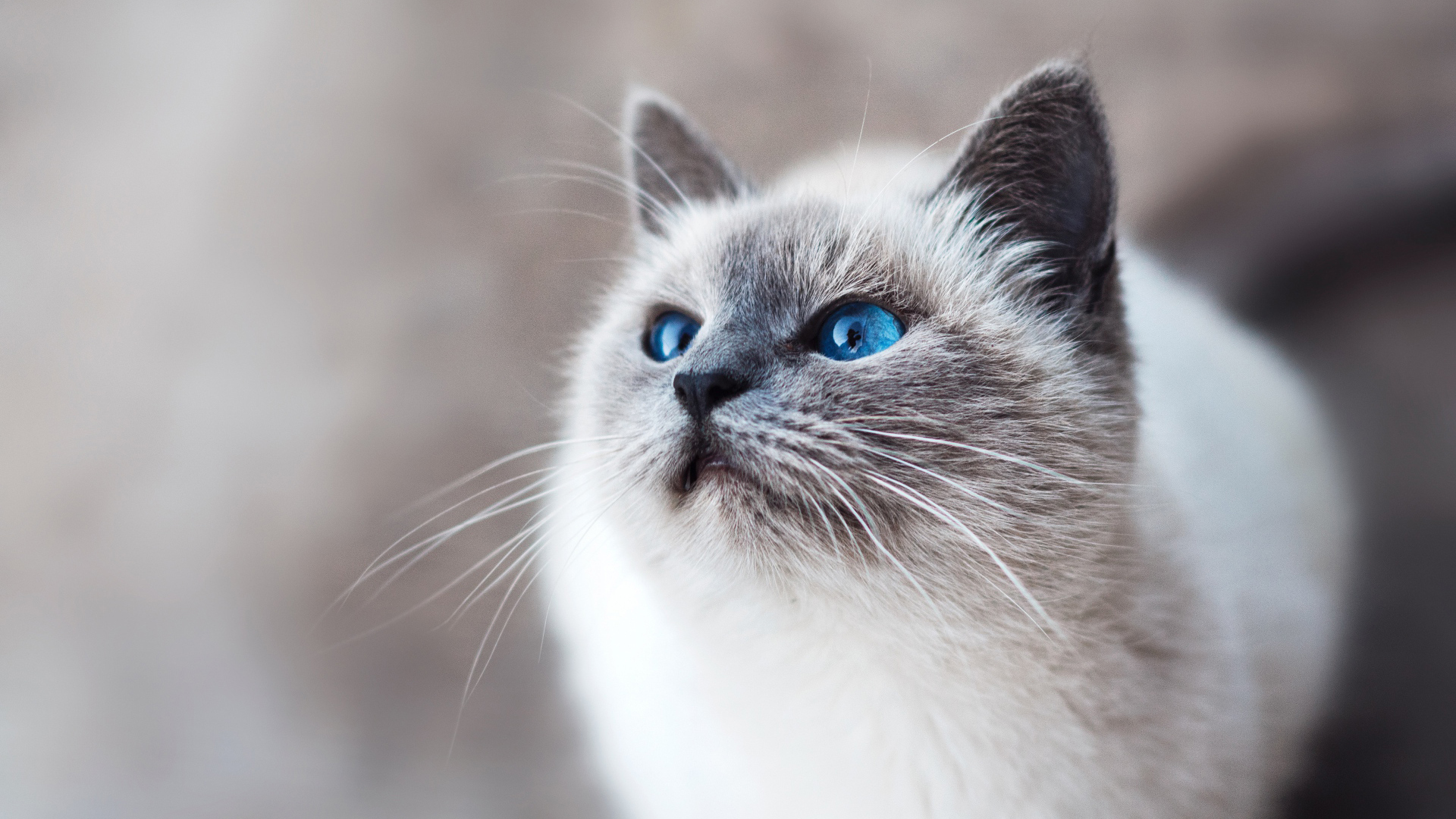 萌宠 动物 猫 喵星人