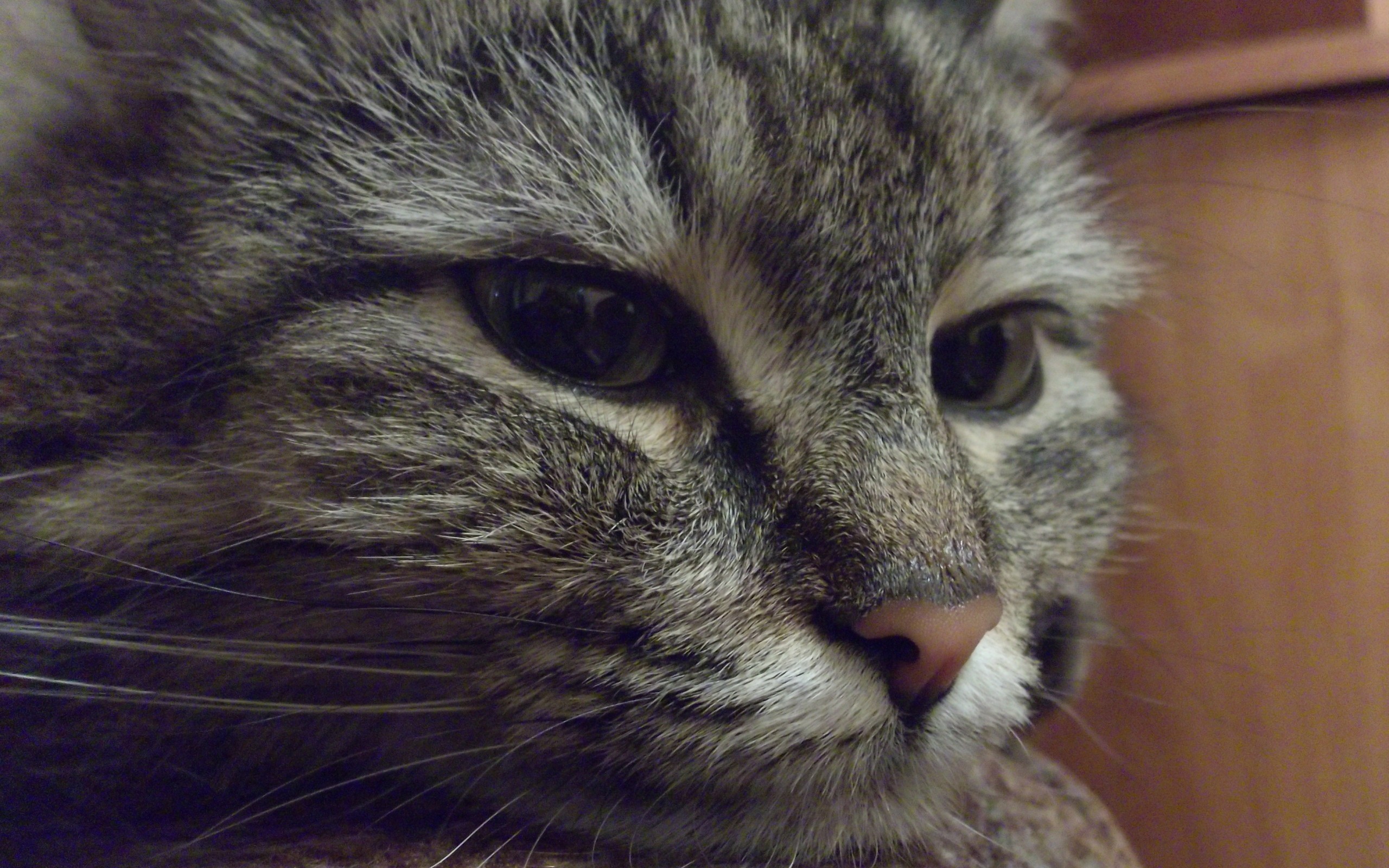 萌宠 动物 喵星人 猫