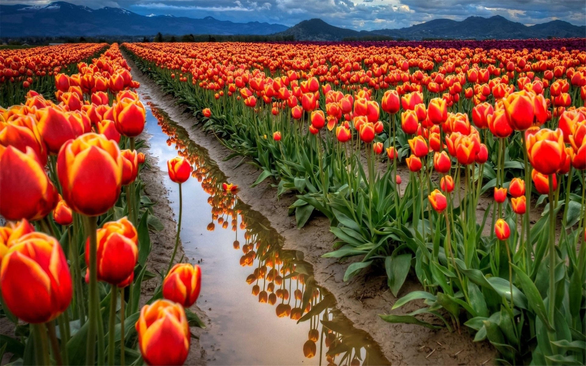 小清新 花朵 花卉 娇艳欲滴 郁金香