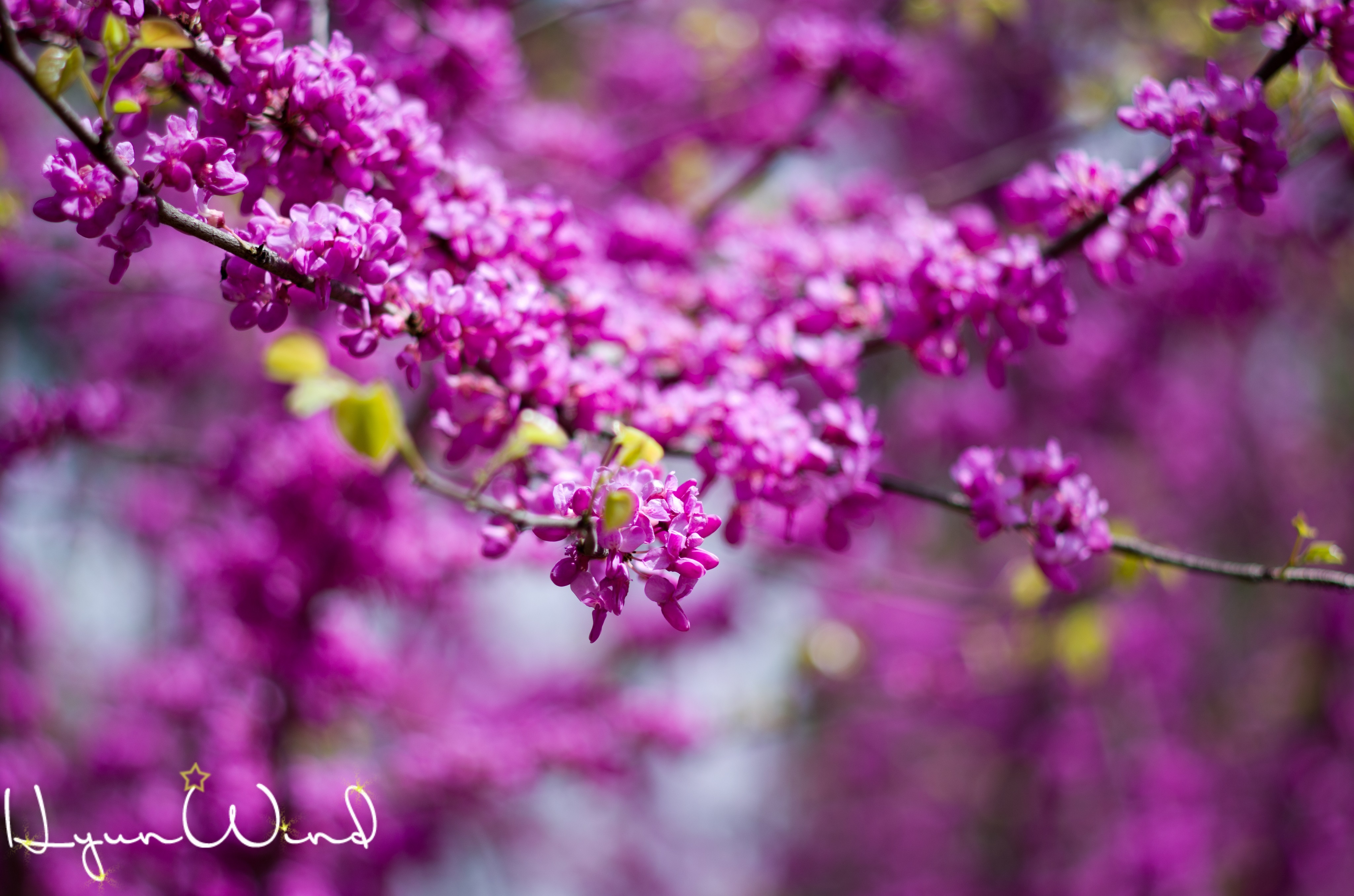 娇艳欲滴 紫色鲜花