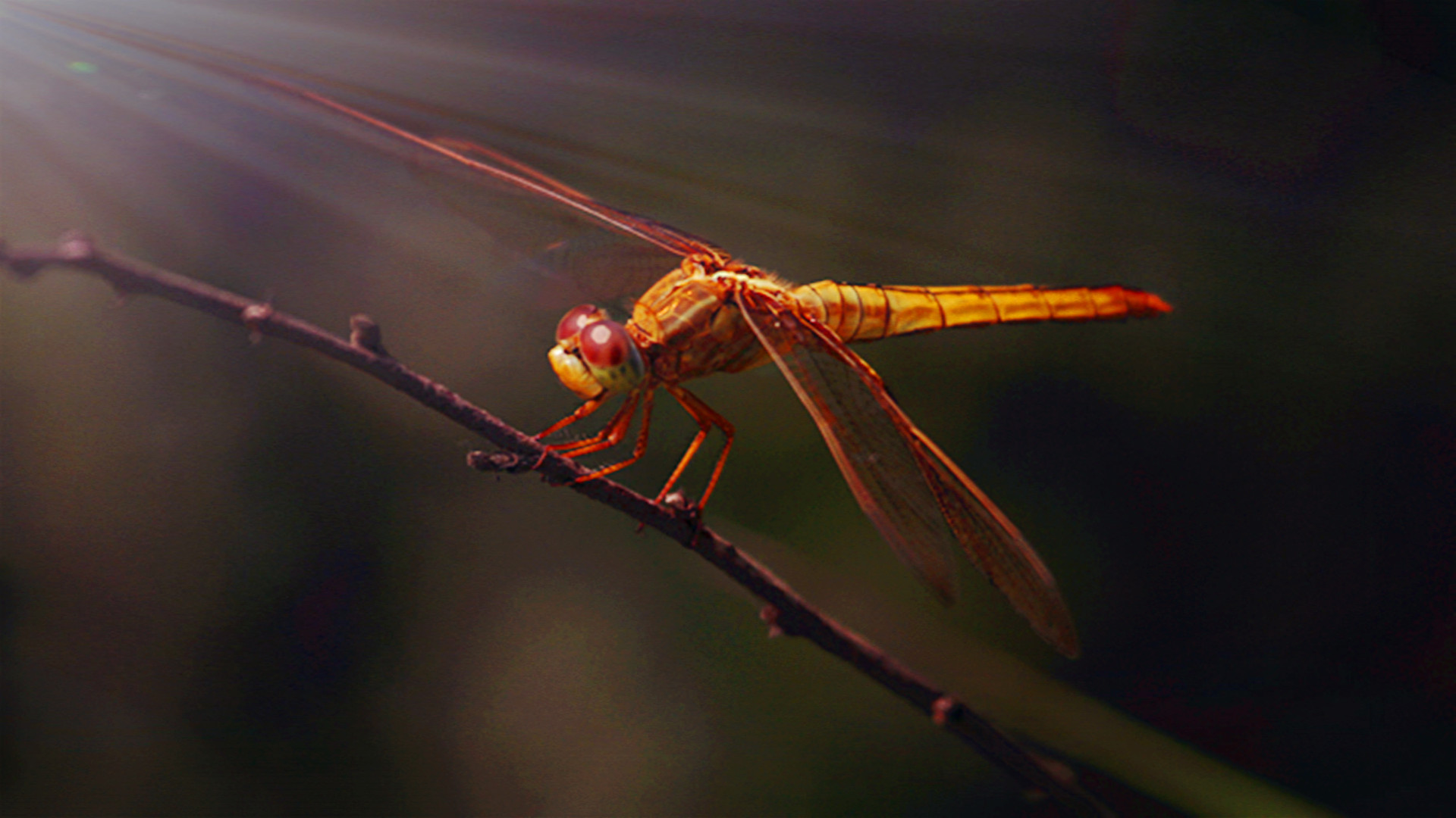 萌宠 蜻蜓 可爱 宽屏
