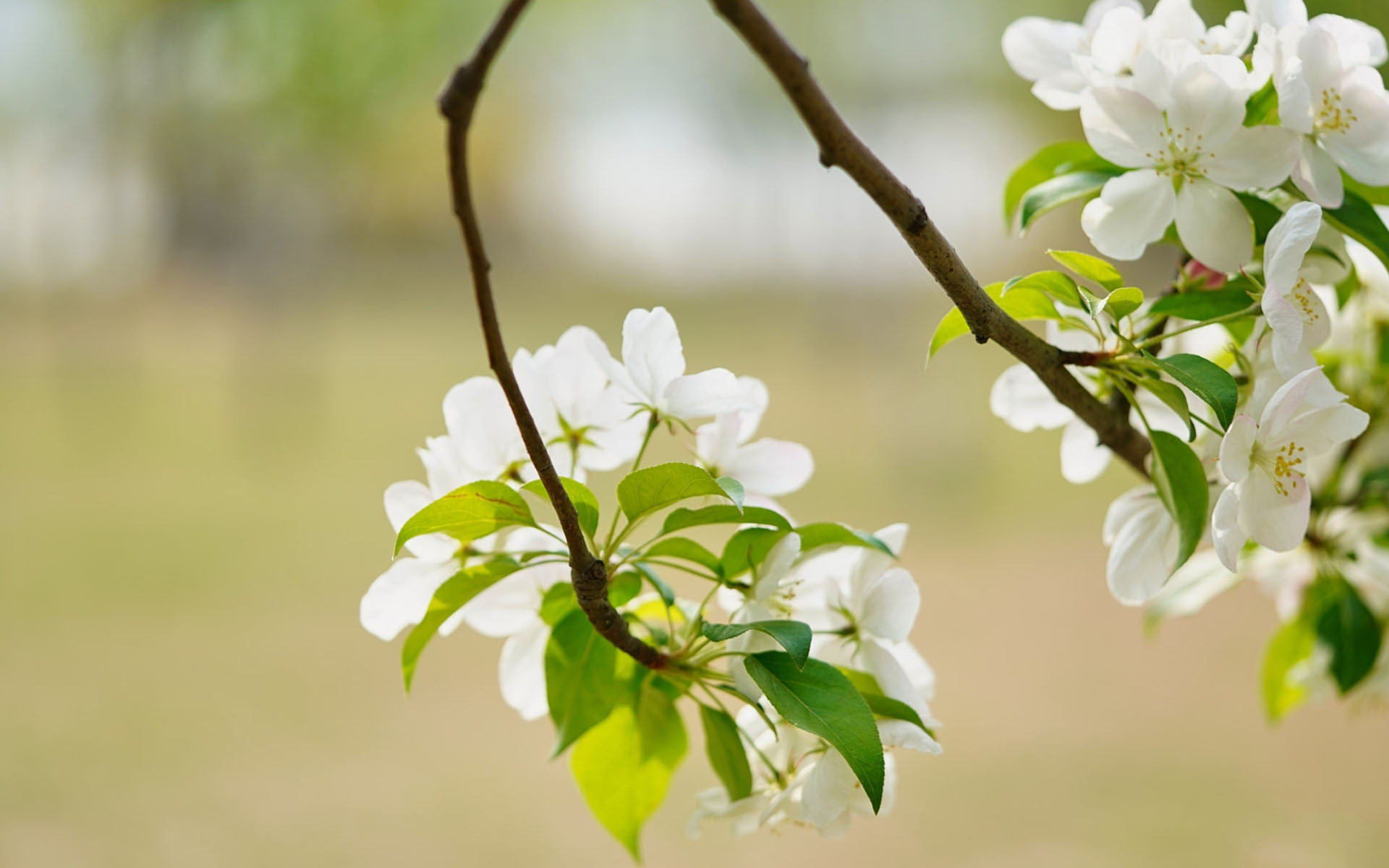 小清新 鸟语花香 海棠花