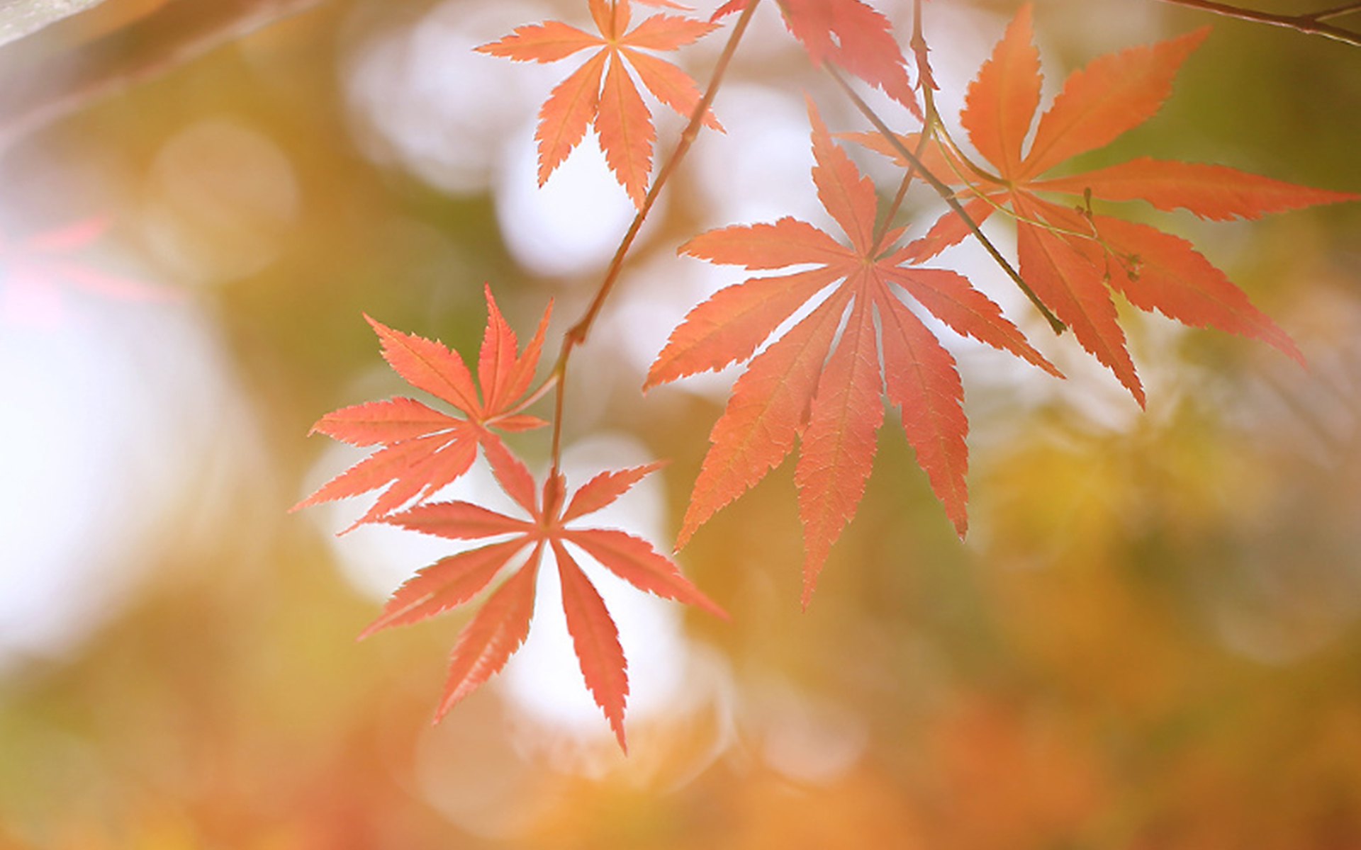 清新淡雅  唯美秋叶   意境