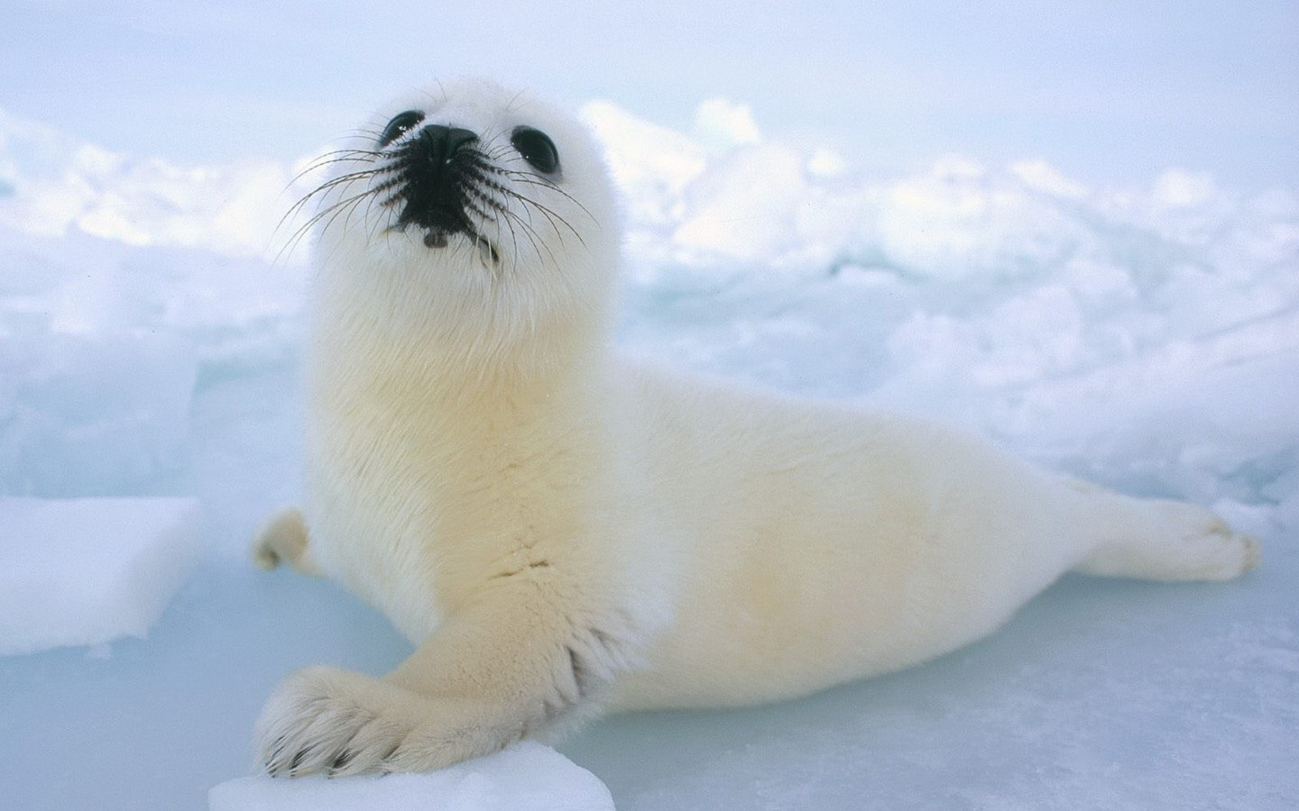 动物 极地物种 海豹