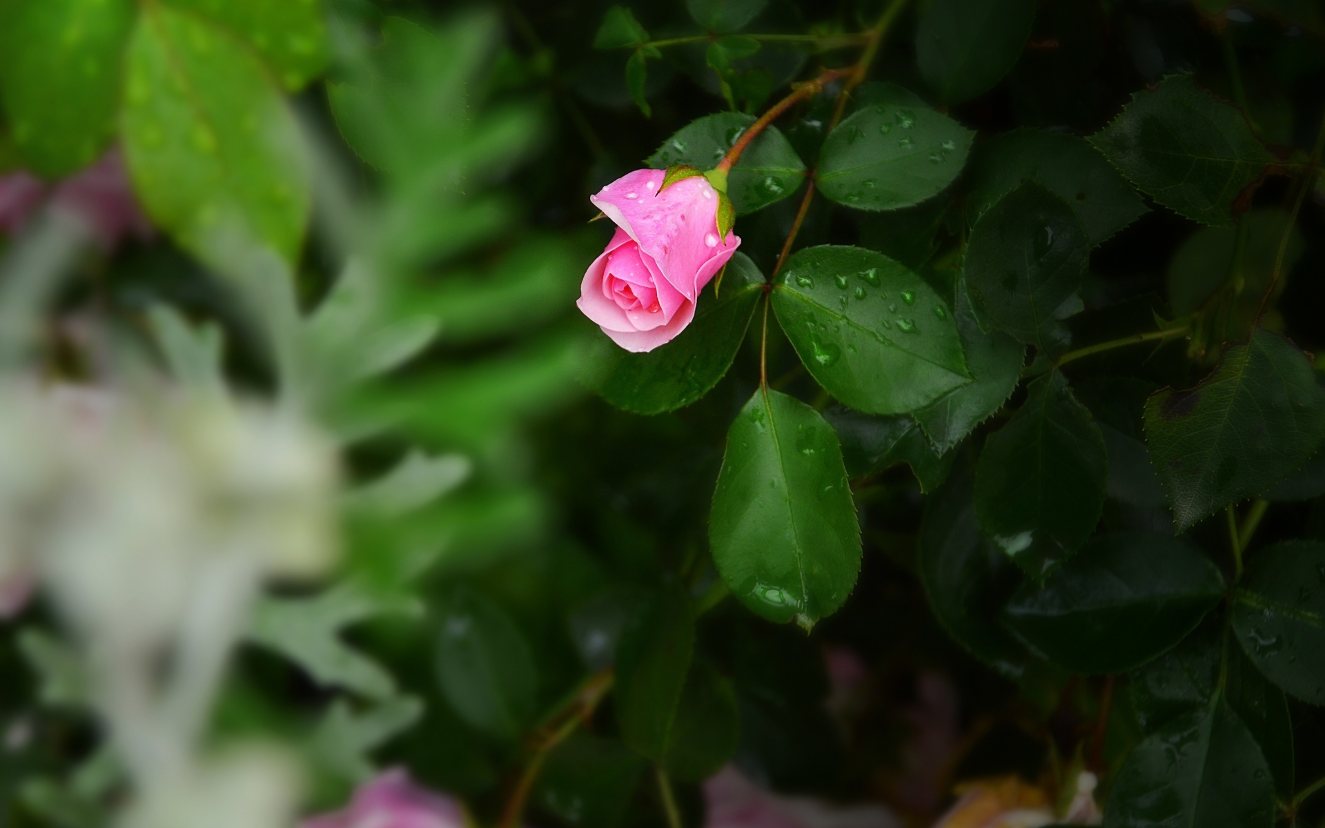 小清新 清新淡雅 玫瑰花