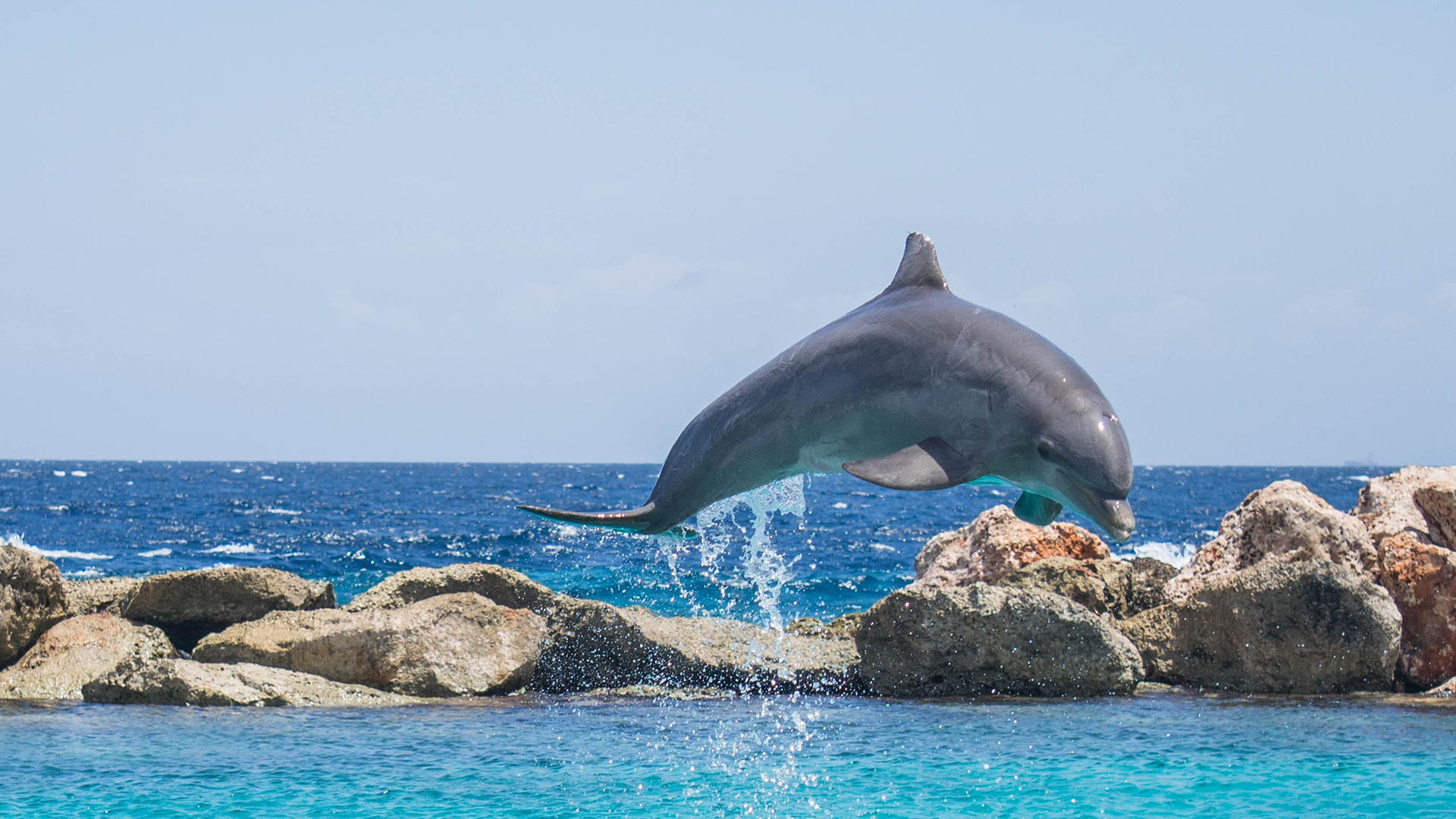 萌宠 动物 海底世界 海豚